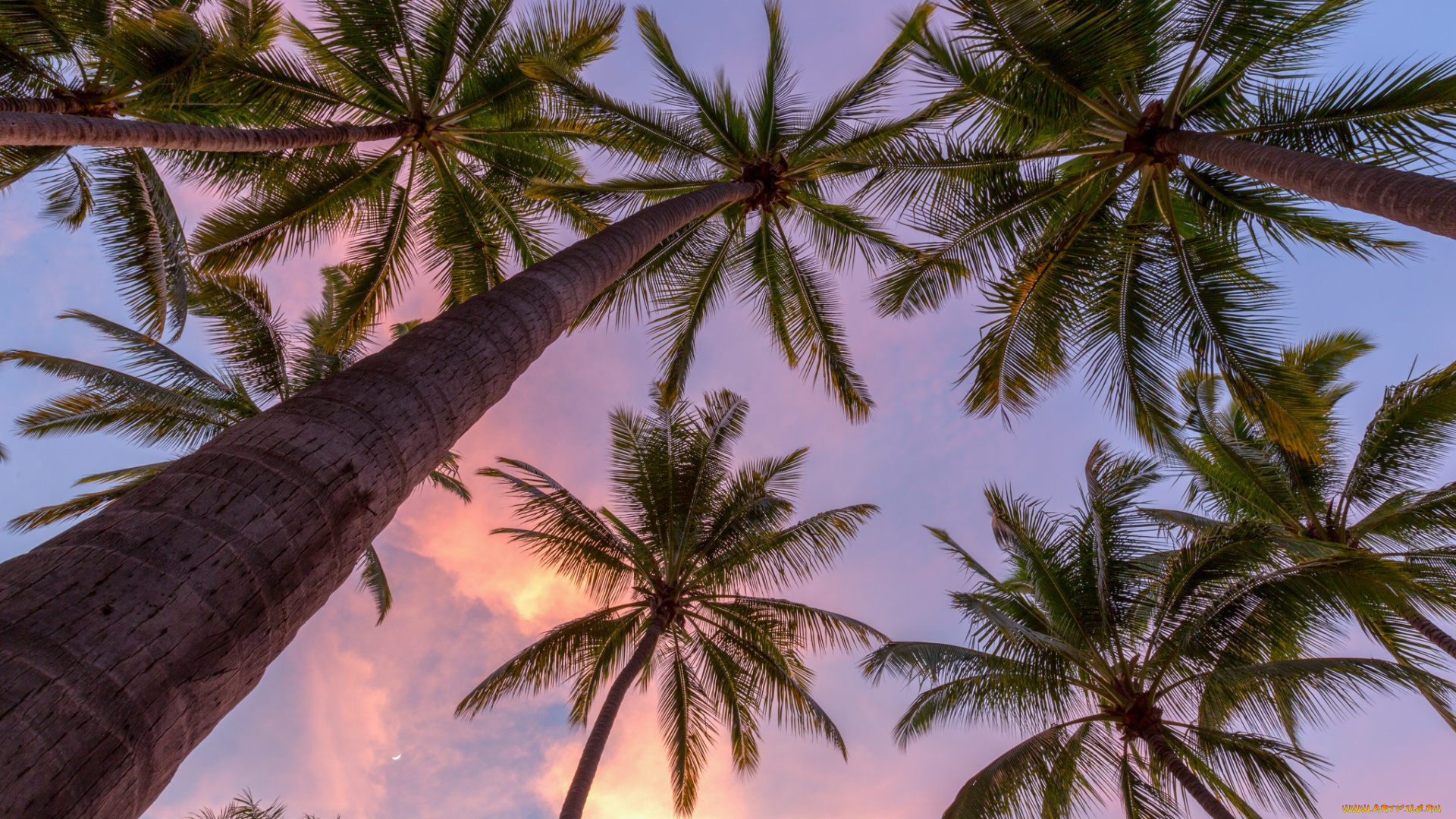 природа, тропики, курорт, океан