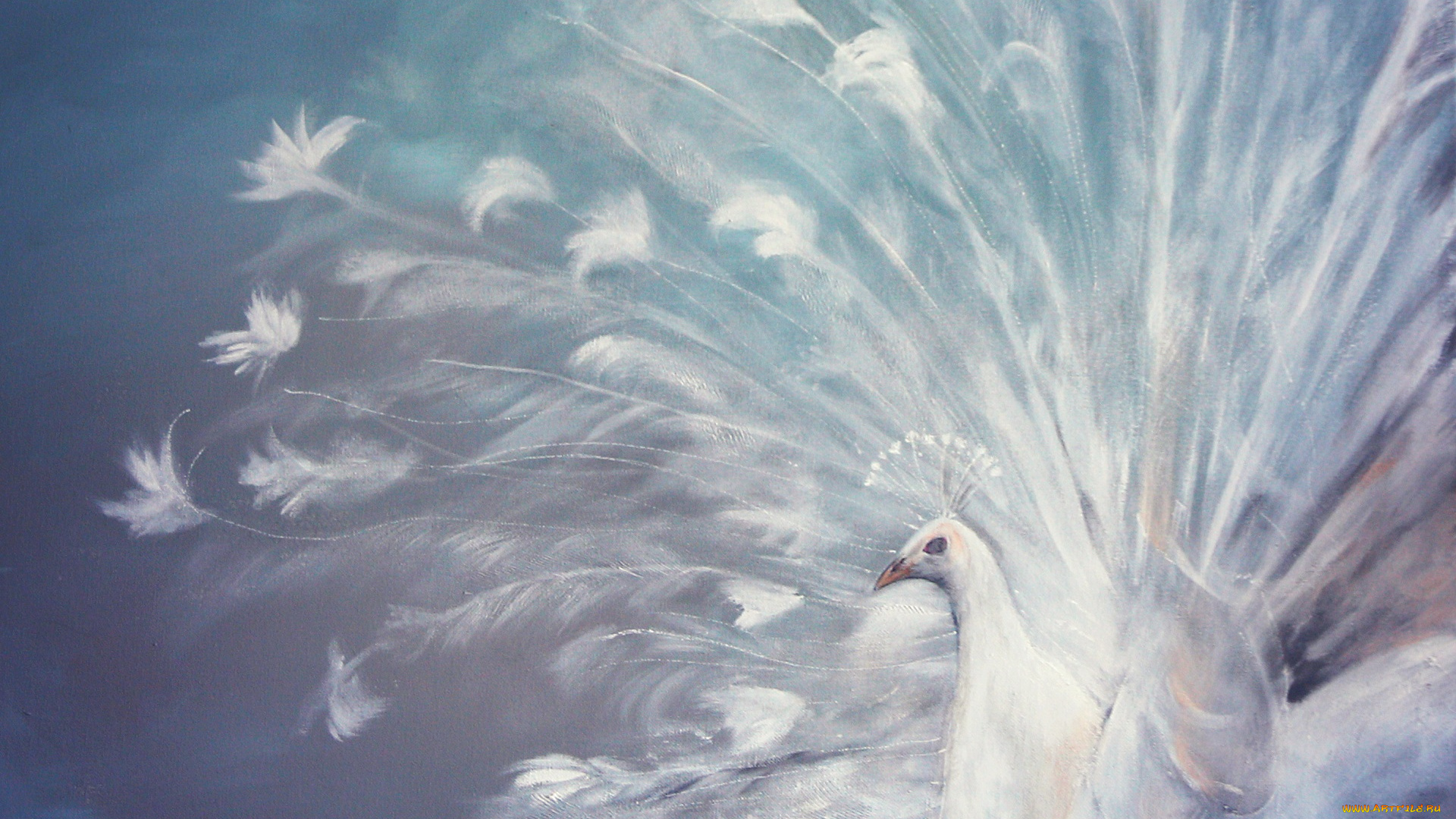 рисованное, животные, , птицы, , павлины, перья, живопись, хвост, птица, белый, павлин