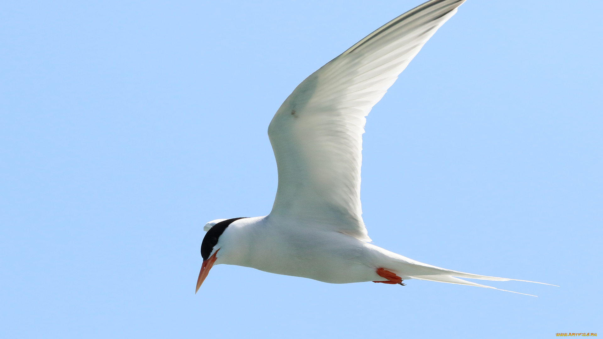 животные, Чайки, , бакланы, , крачки, птица, полет, чайка