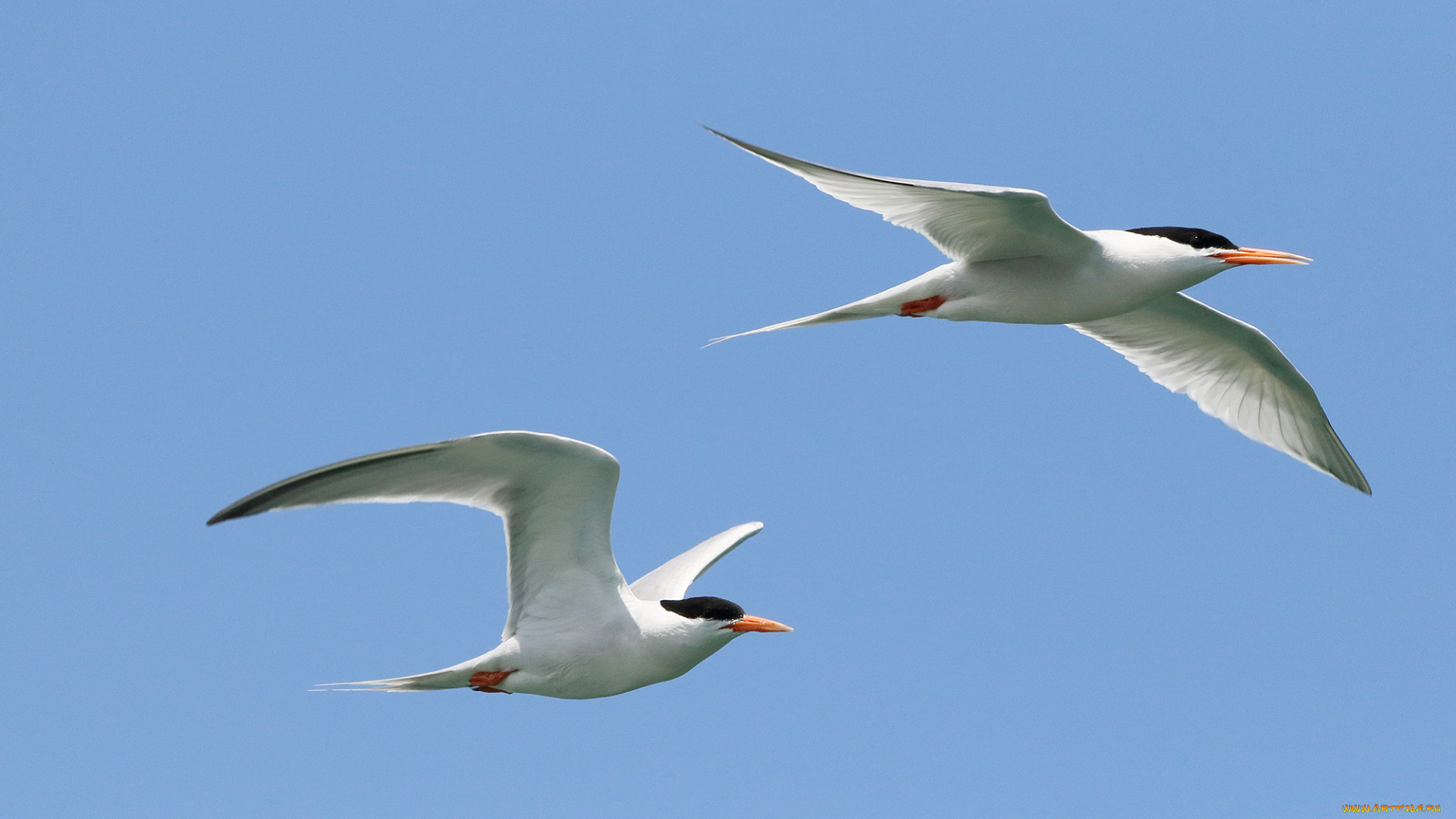 животные, Чайки, , бакланы, , крачки, птица, чайка, полет