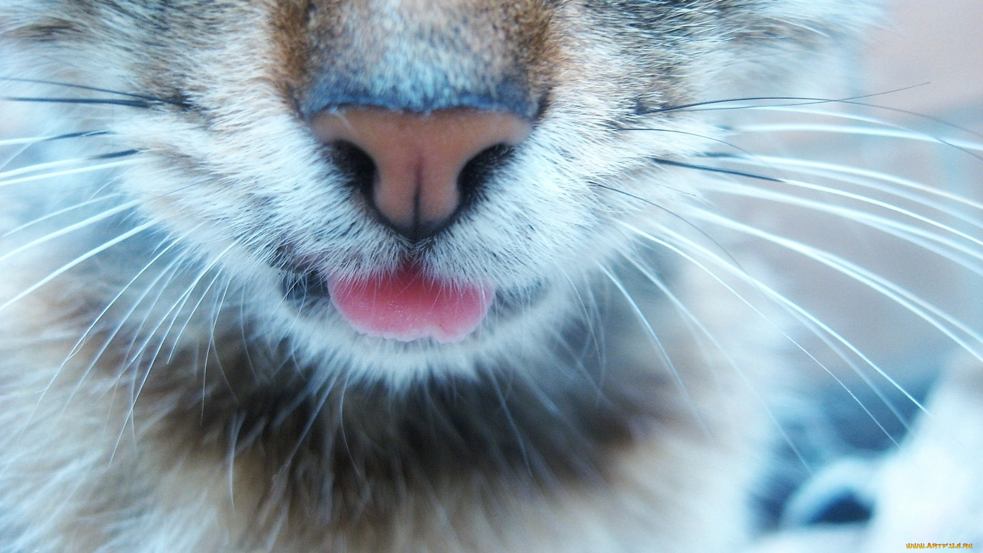 животные, дикие, кошки, морда, нос, усы, язык