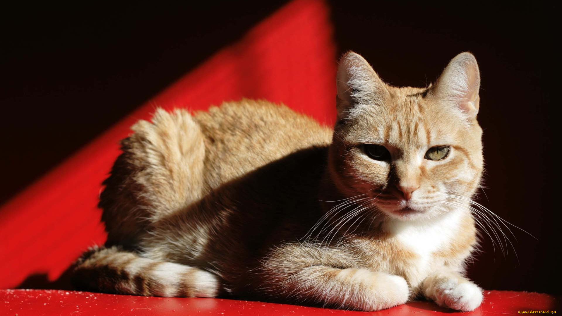 животные, коты, cat, кошка, кот, котенок