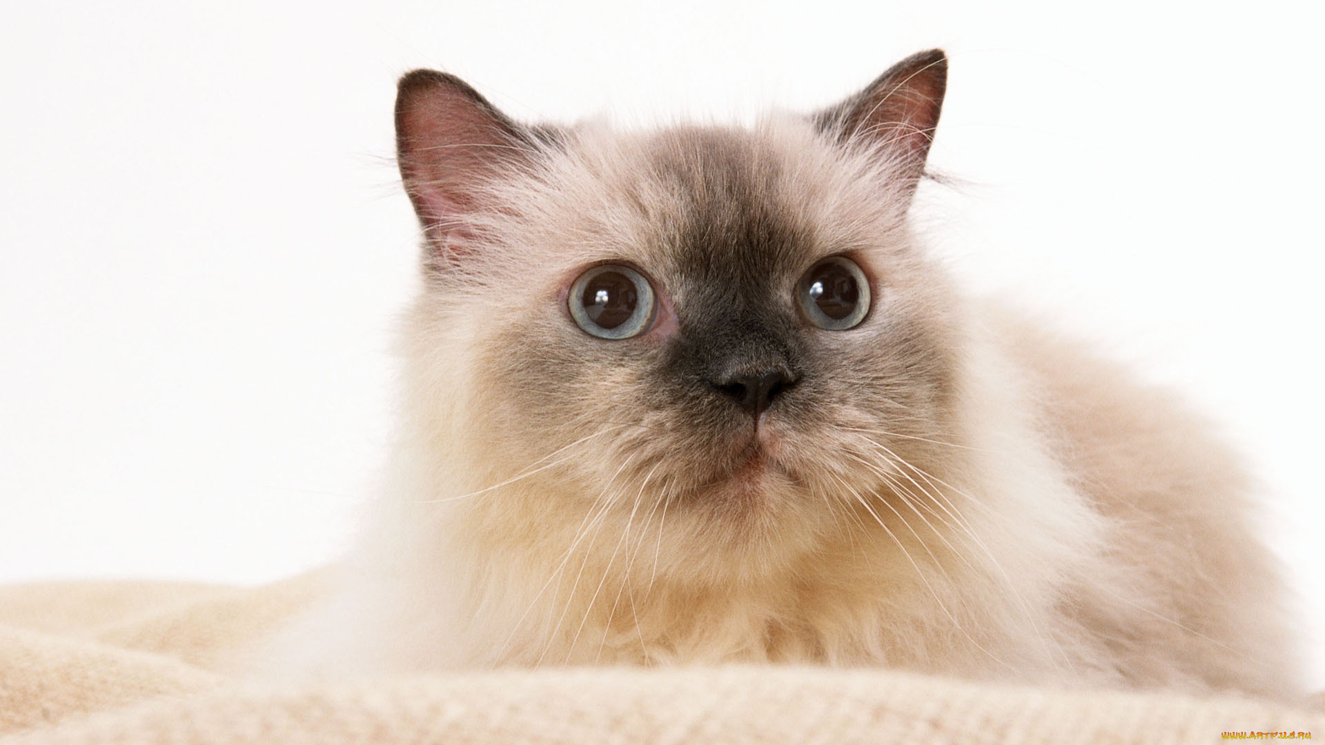 животные, коты, кошка, кот, котенок, cat