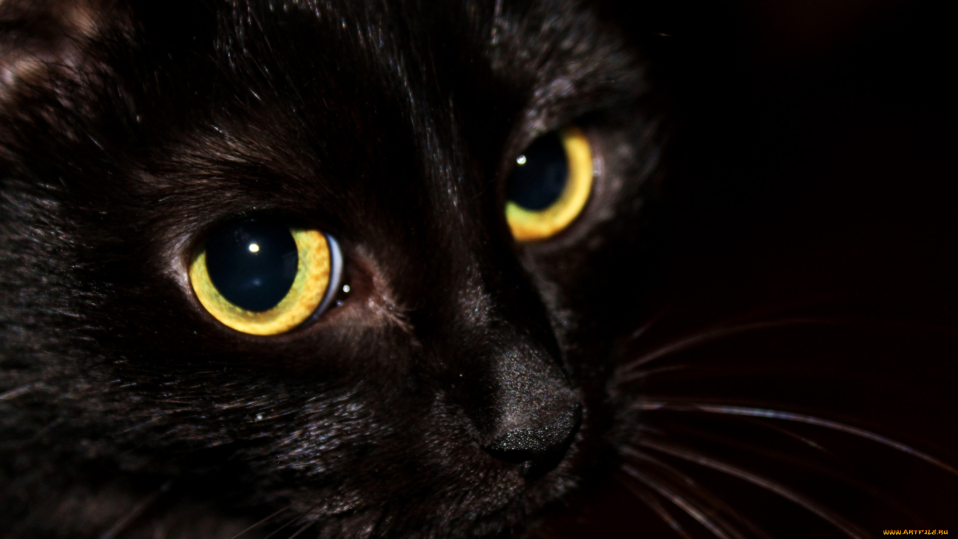 животные, коты, кошка, кот, морда, усы, глаза, черный