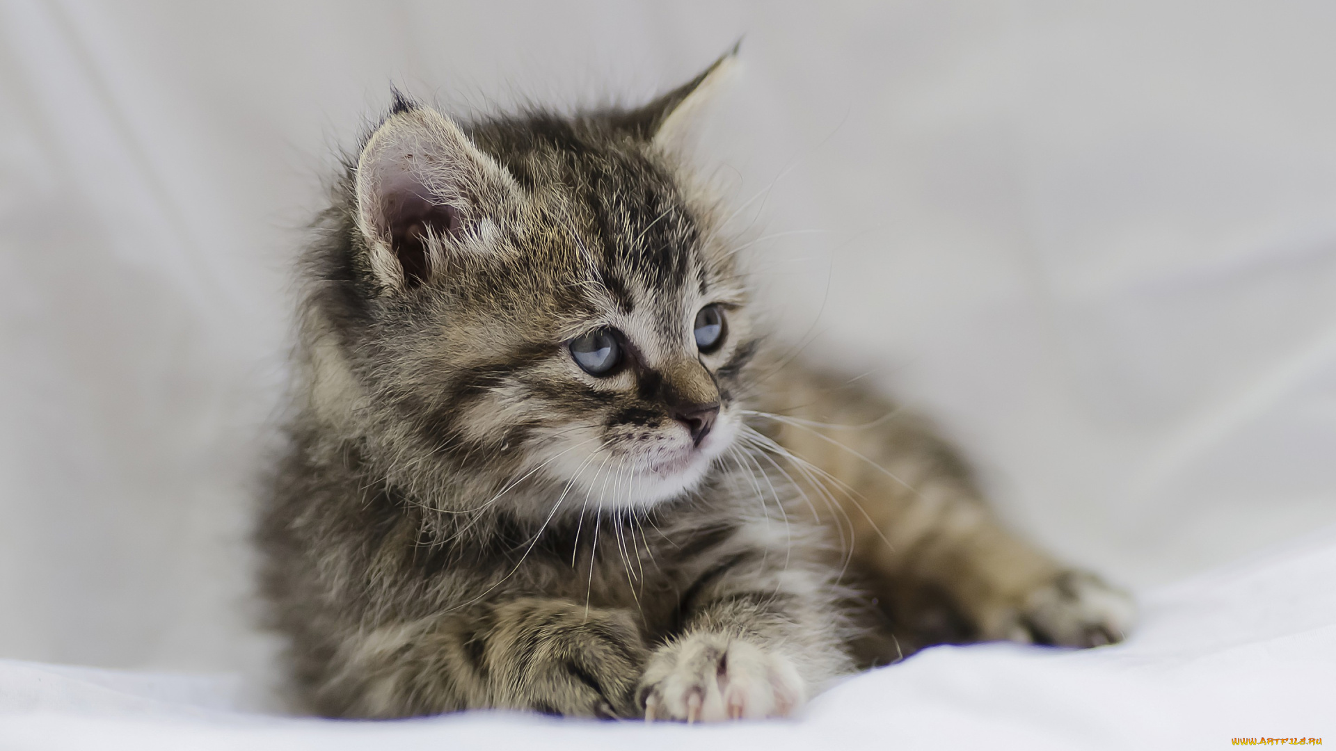 животные, коты, кошка, котёнок, малыш