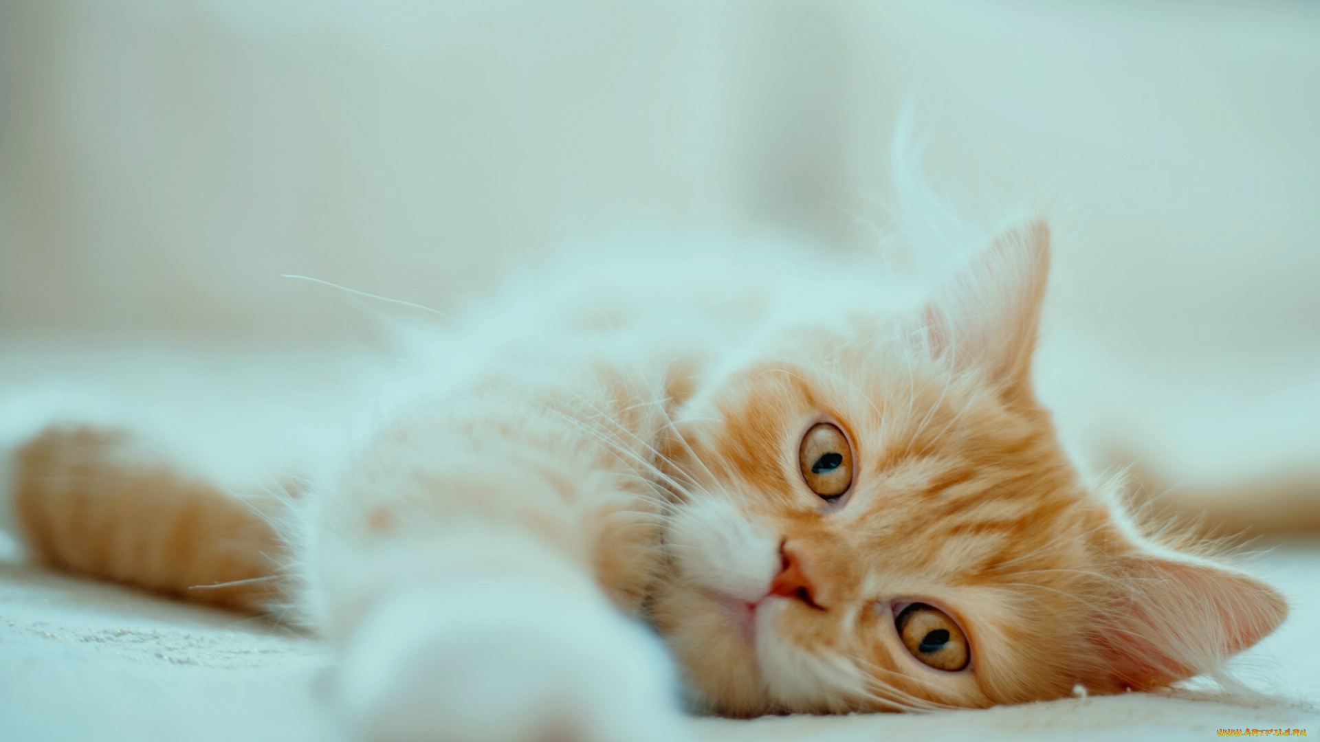 животные, коты, взгляд, лапка, мордочка, рыжая, персидская, кошка