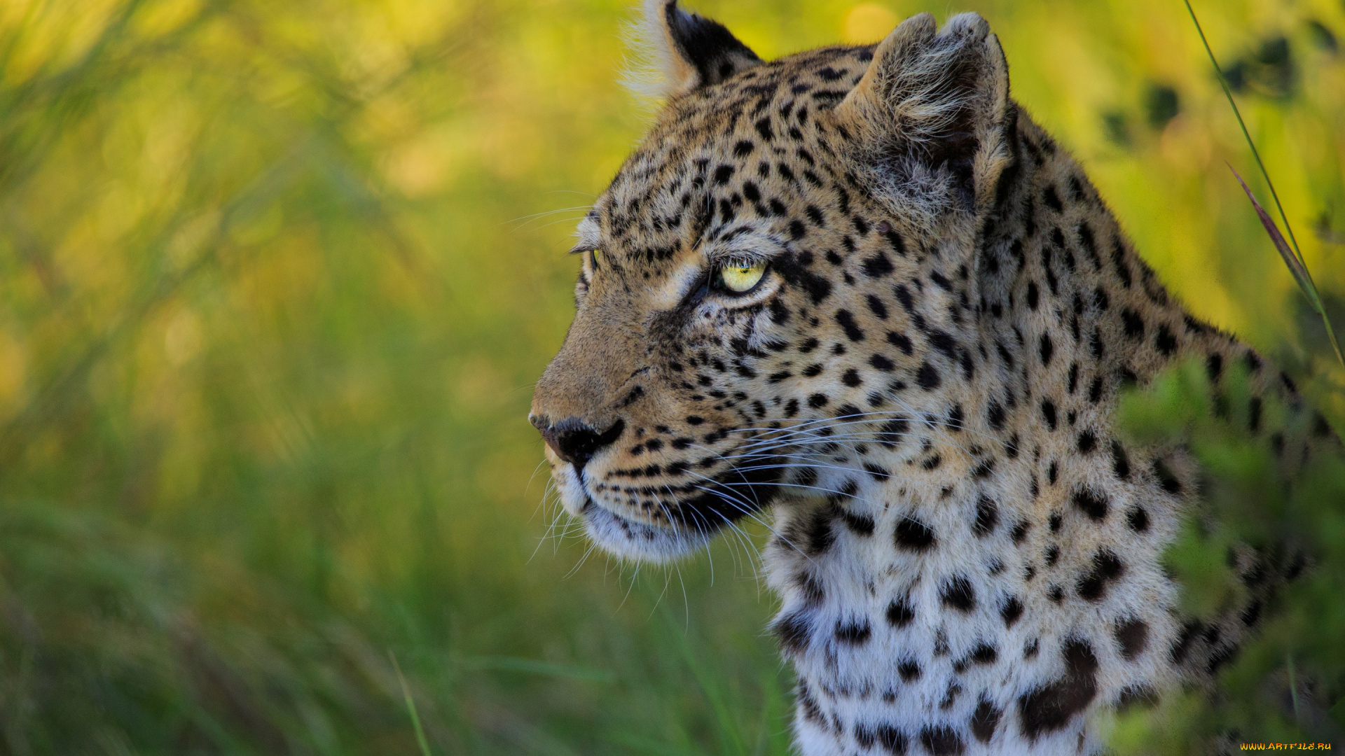 животные, леопарды, портрет, морда, дикая, кошка, леопард, боке