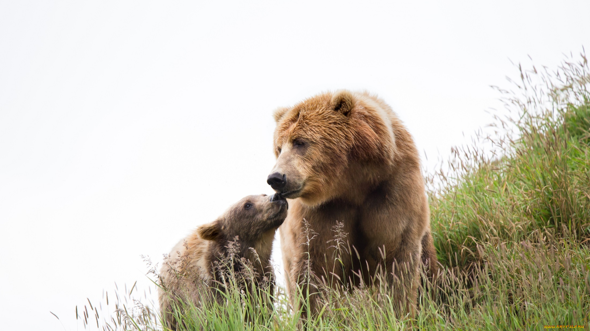 животные, медведи, медведь