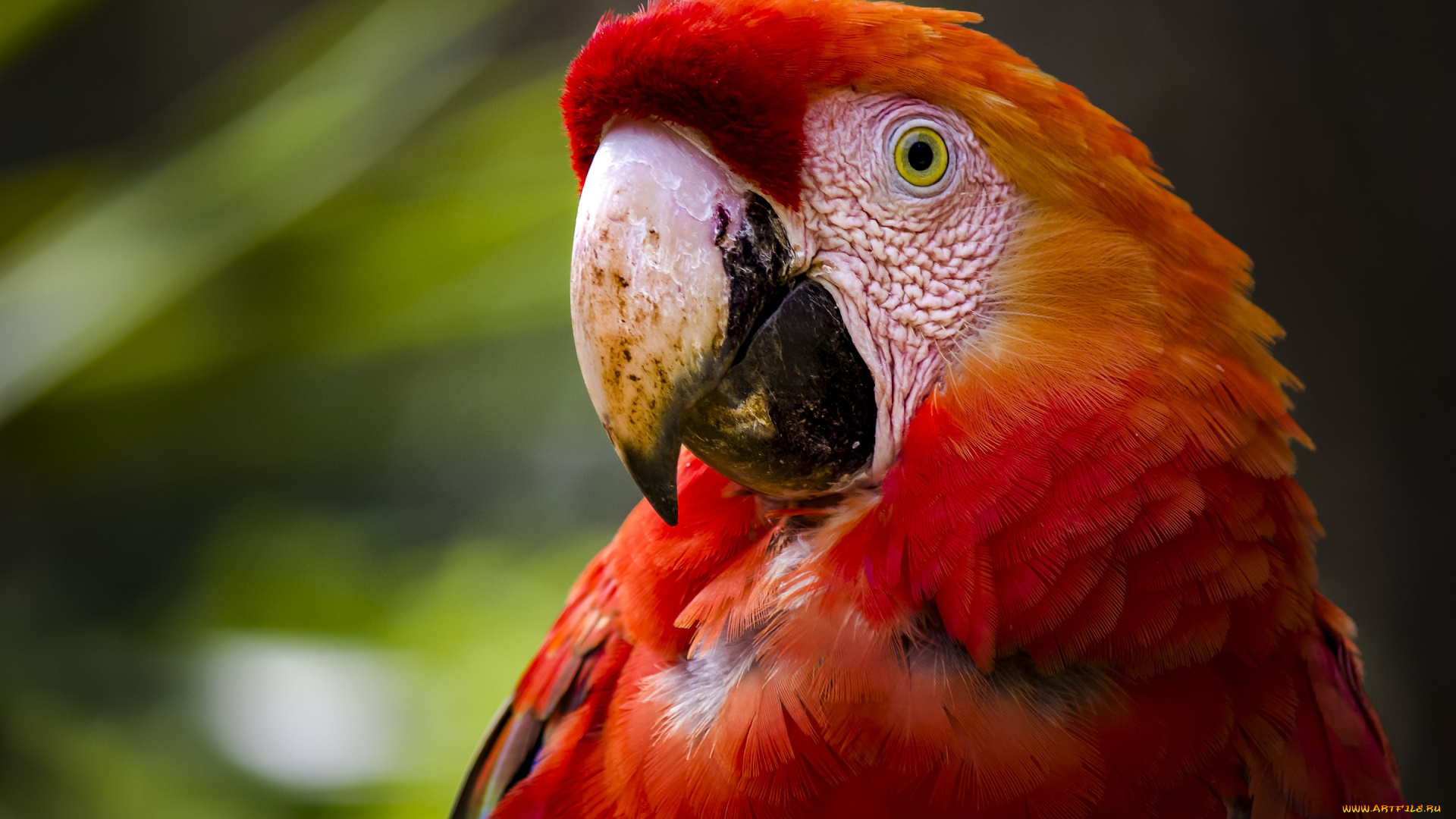 животные, попугаи, птица, попугай, красный, ара