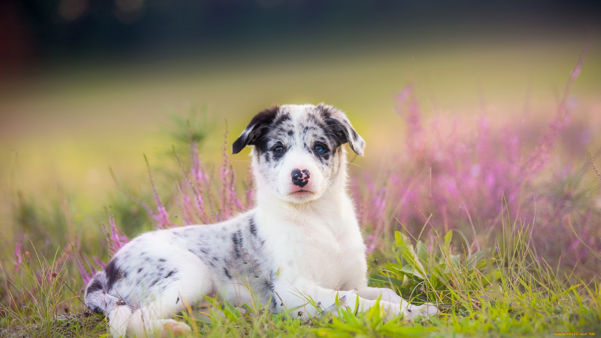 животные, собаки, друг, взгляд, собака