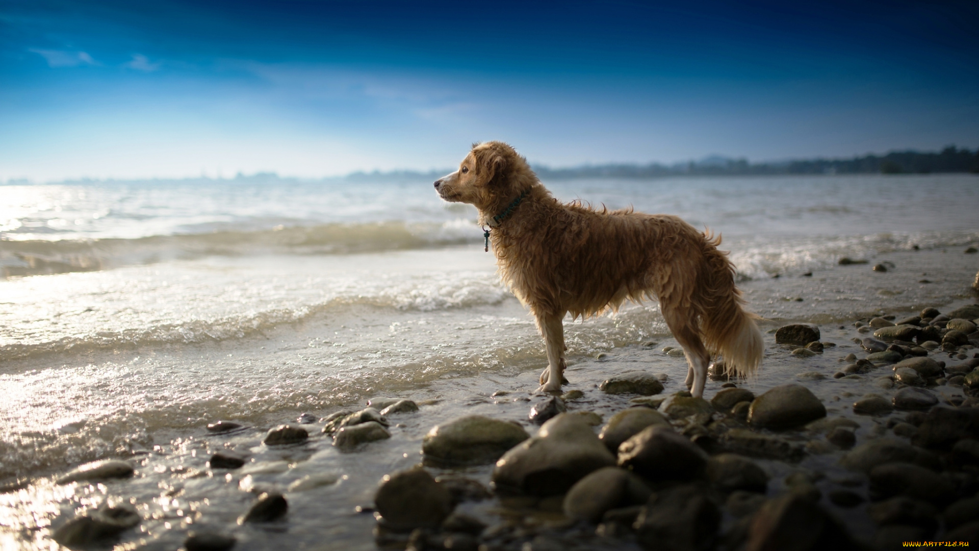 животные, собаки, собака, взгляд, море