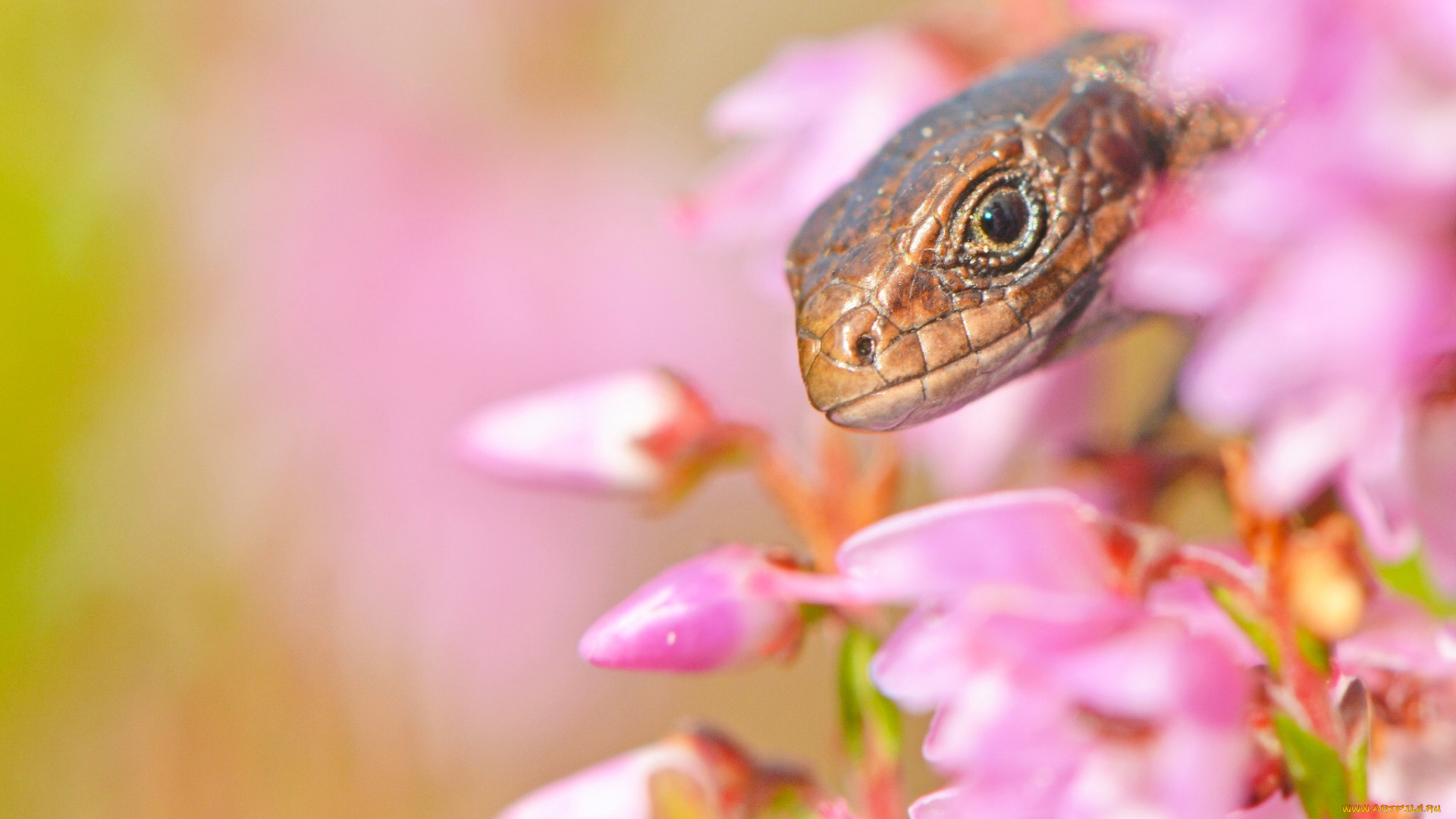животные, Ящерицы, , игуаны, , вараны, макро, ящерица, цветы, голова