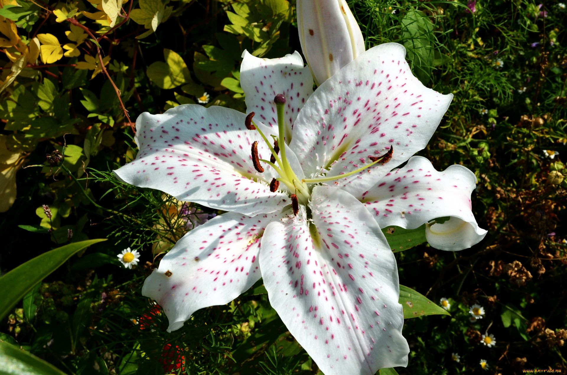цветы, лилии, , лилейники, крапинки
