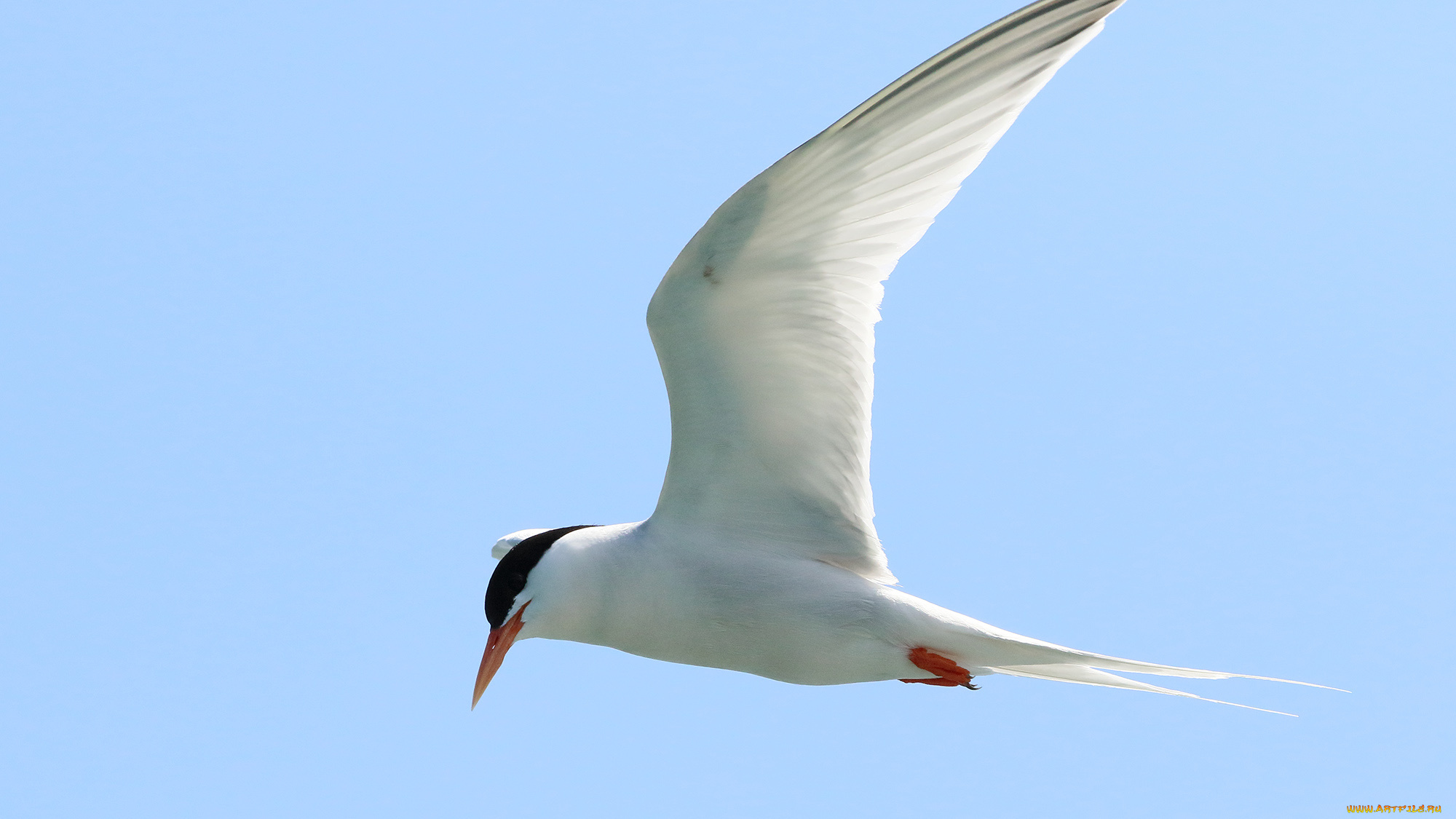 животные, Чайки, , бакланы, , крачки, птица, полет, чайка