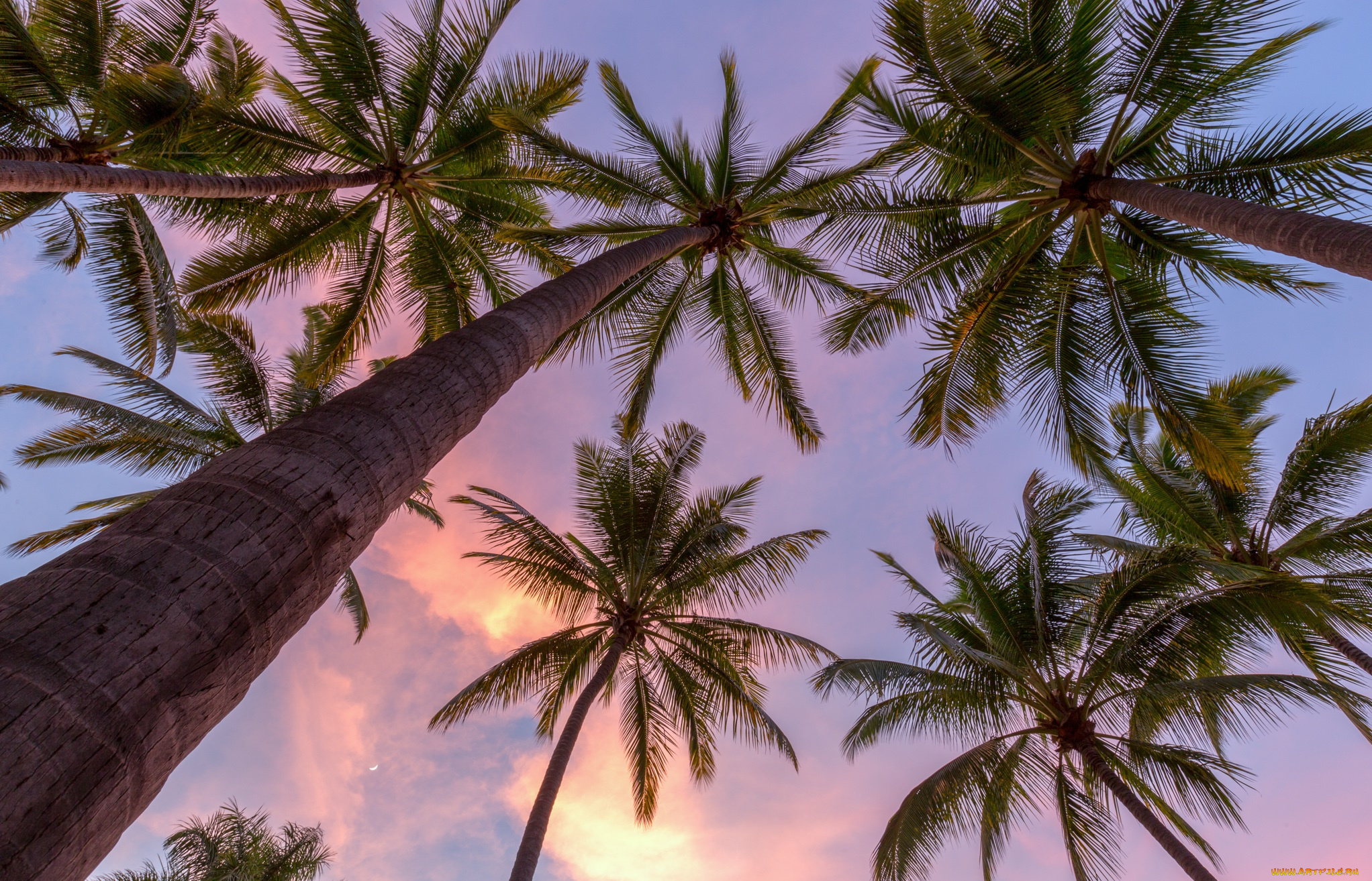 природа, тропики, курорт, океан