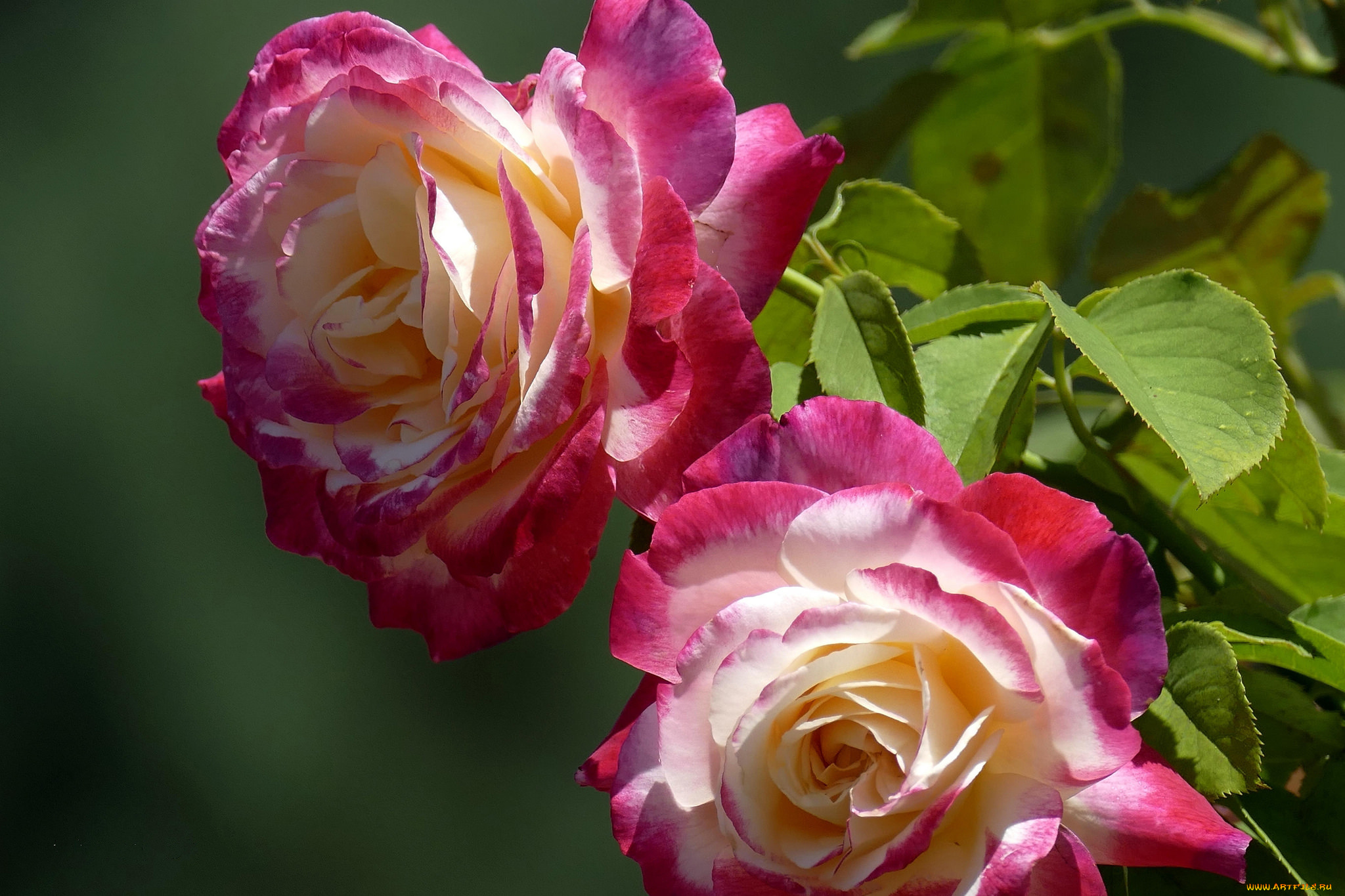 цветы, розы, дуэт, бутоны