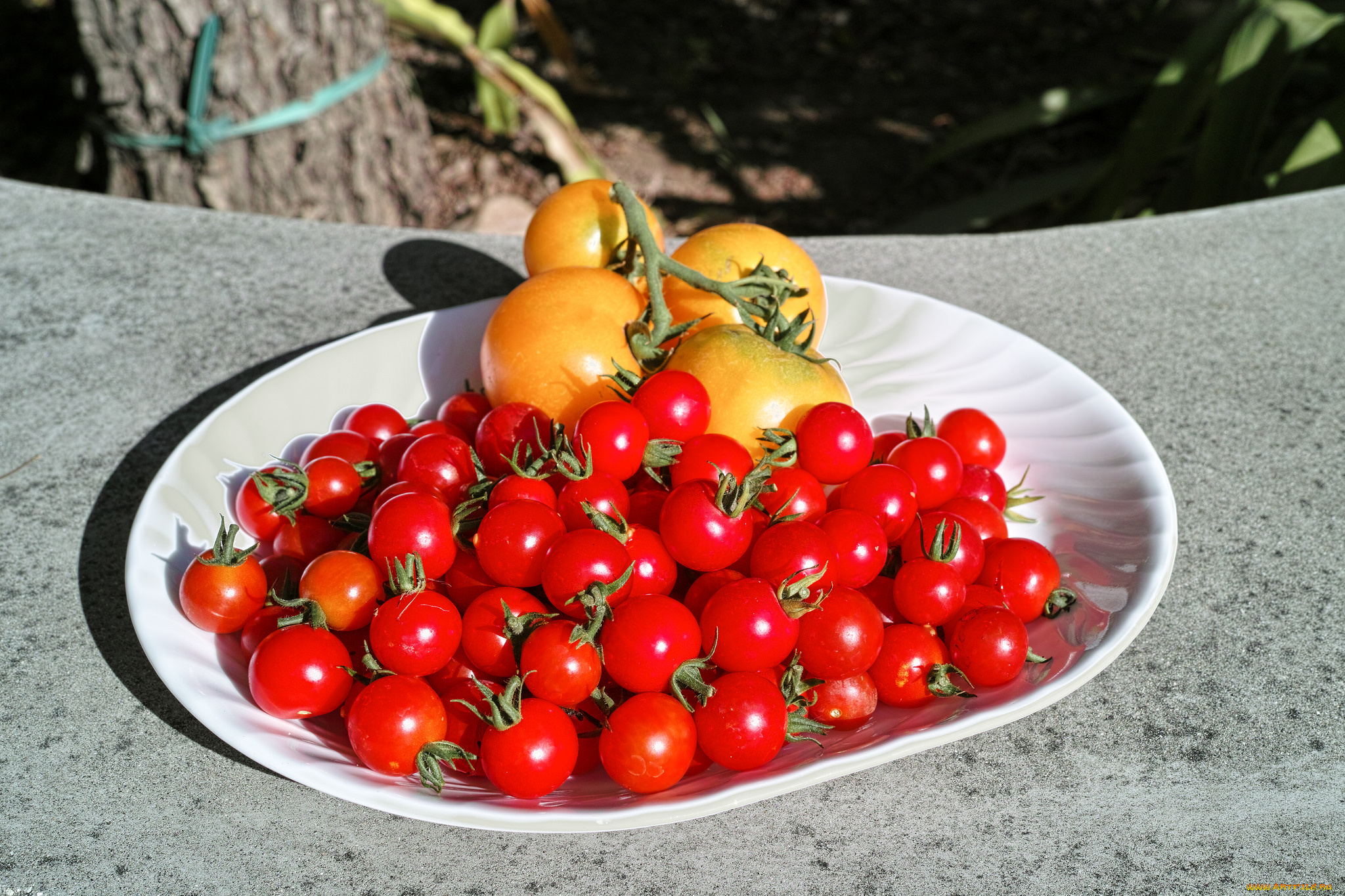 еда, помидоры, томаты