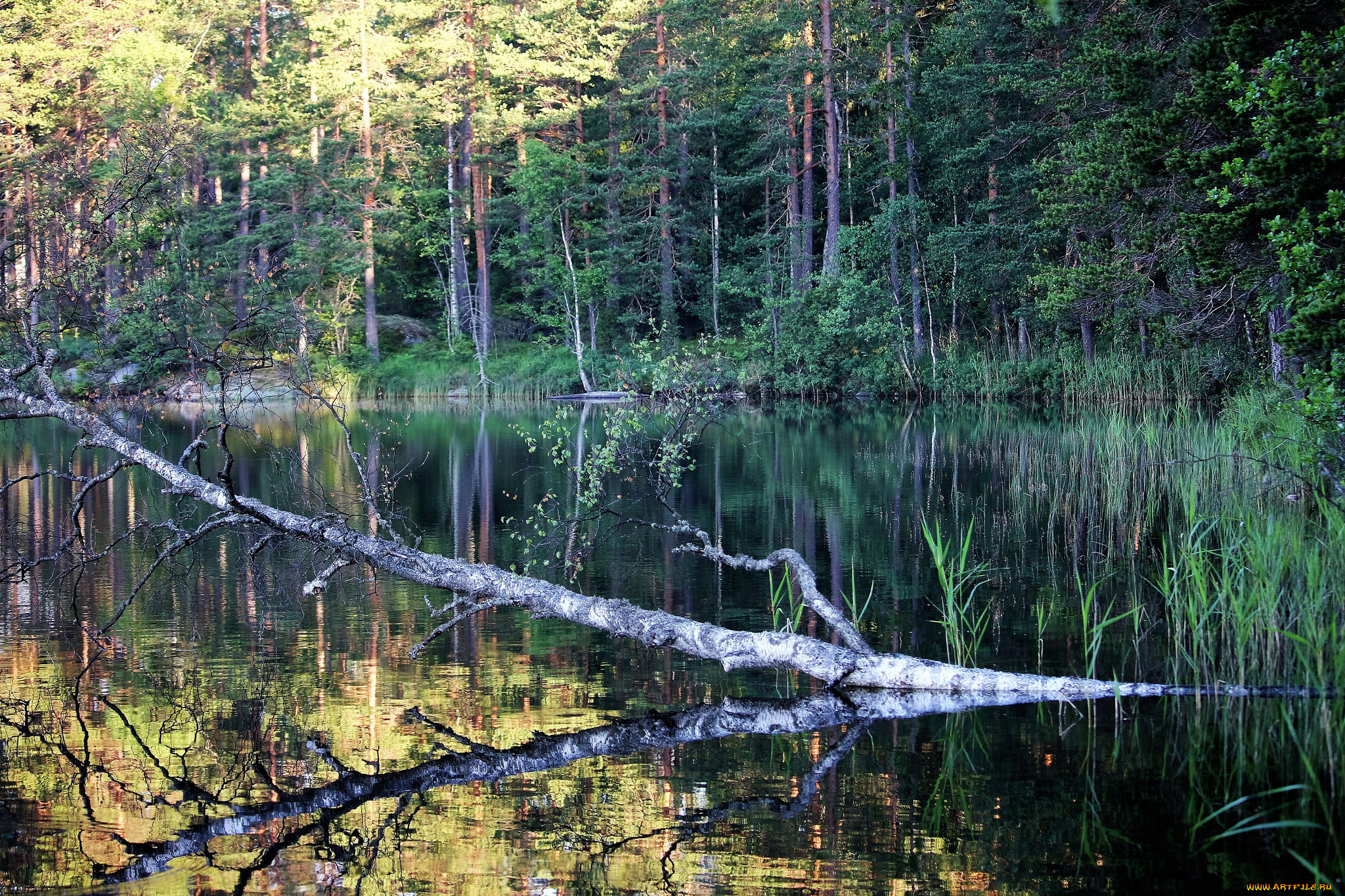 природа, реки, озера, река, лес