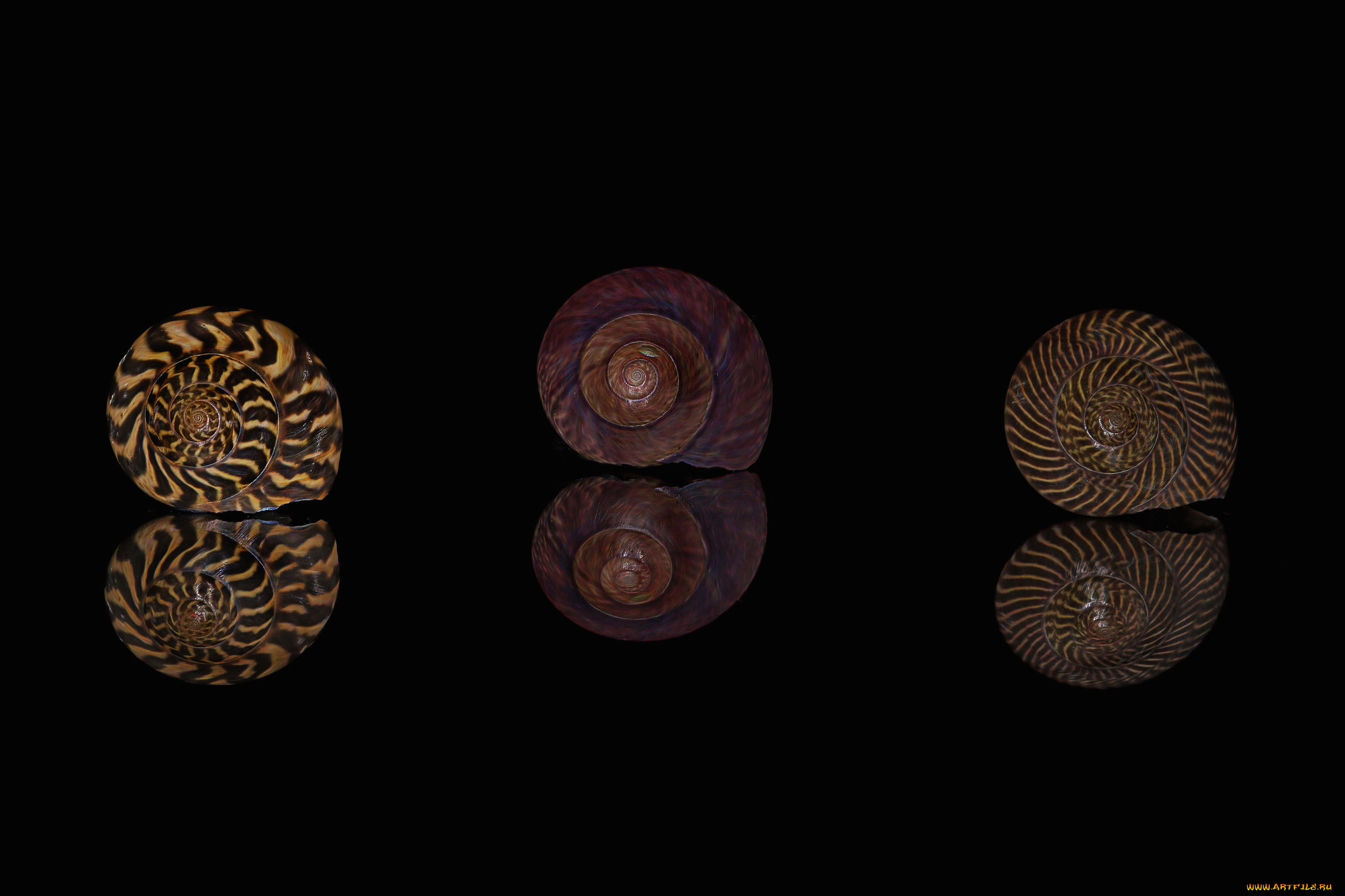 разное, ракушки, , кораллы, , декоративные, и, spa-камни, отражение, макро, узор