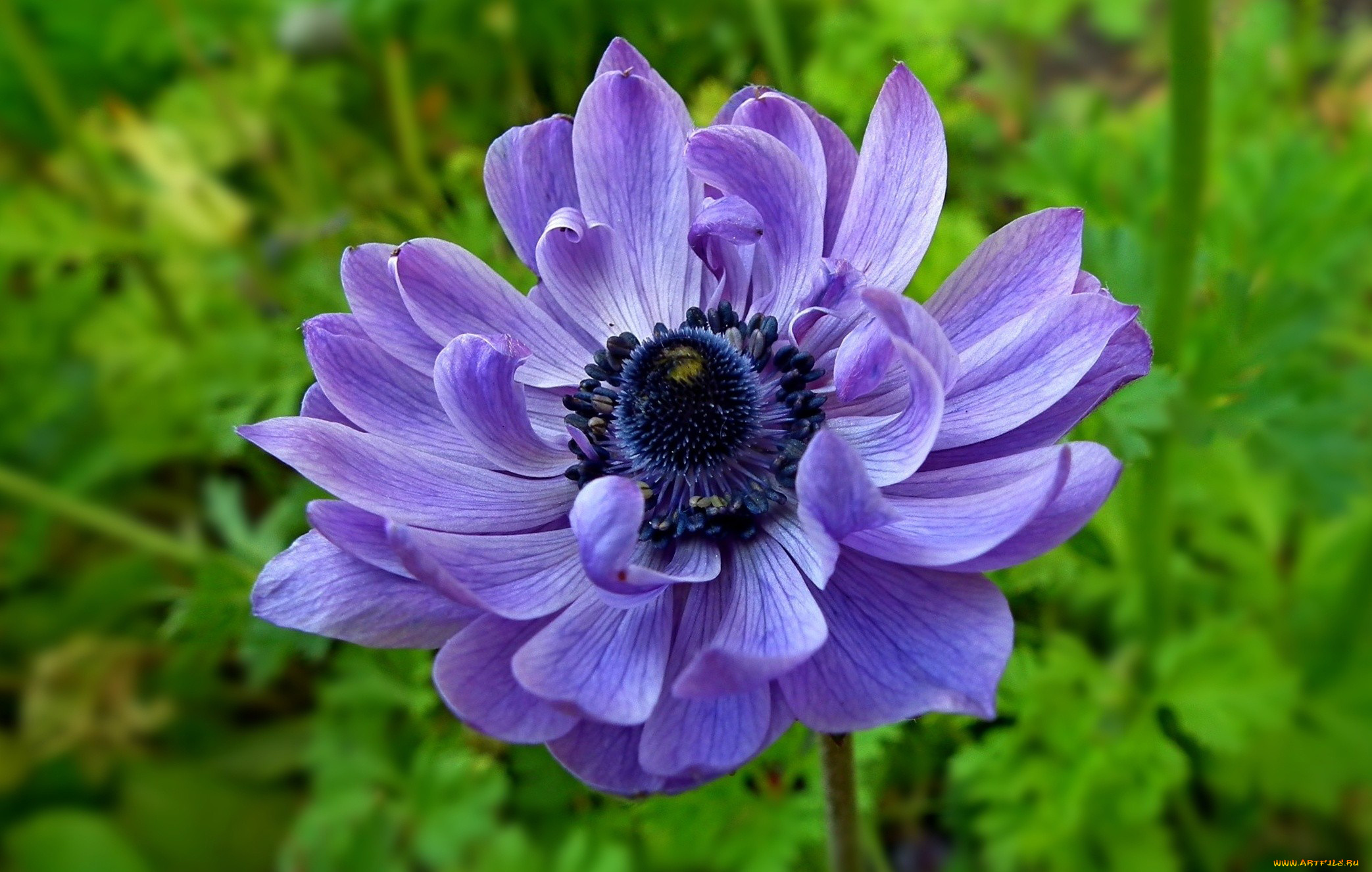 цветы, анемоны, , сон-трава, макро