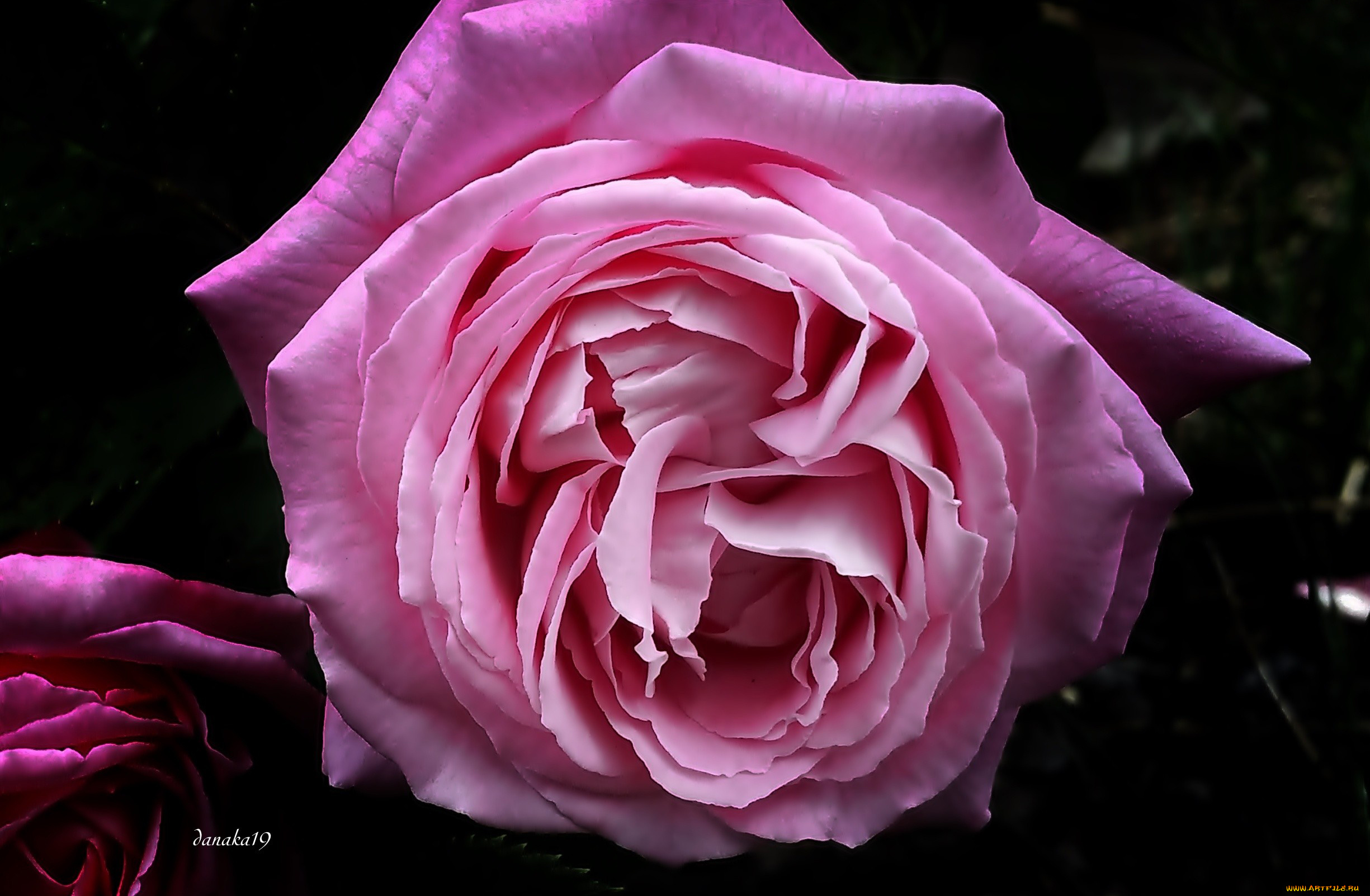 цветы, розы, макро