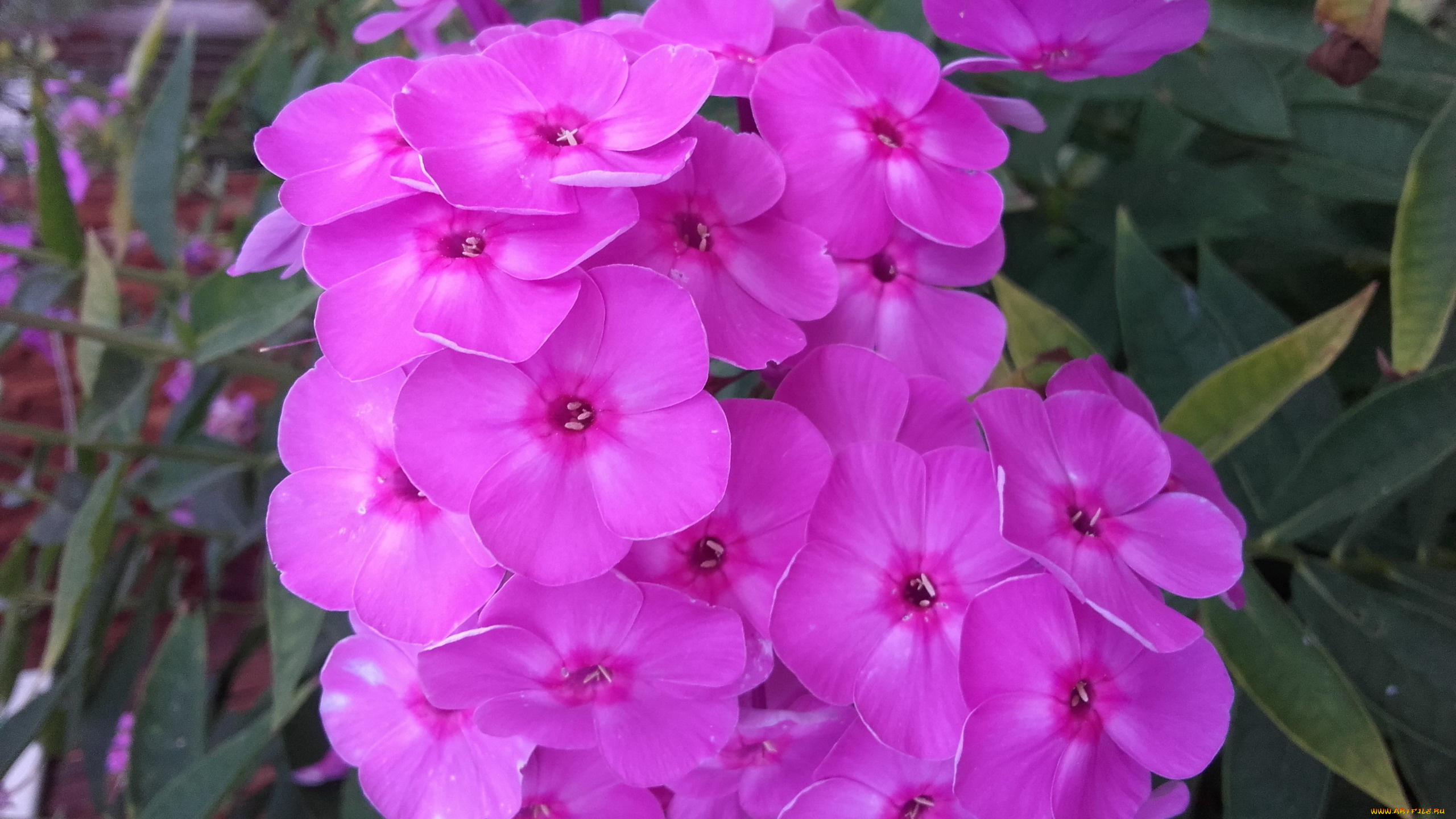 цветы, флоксы, розовый