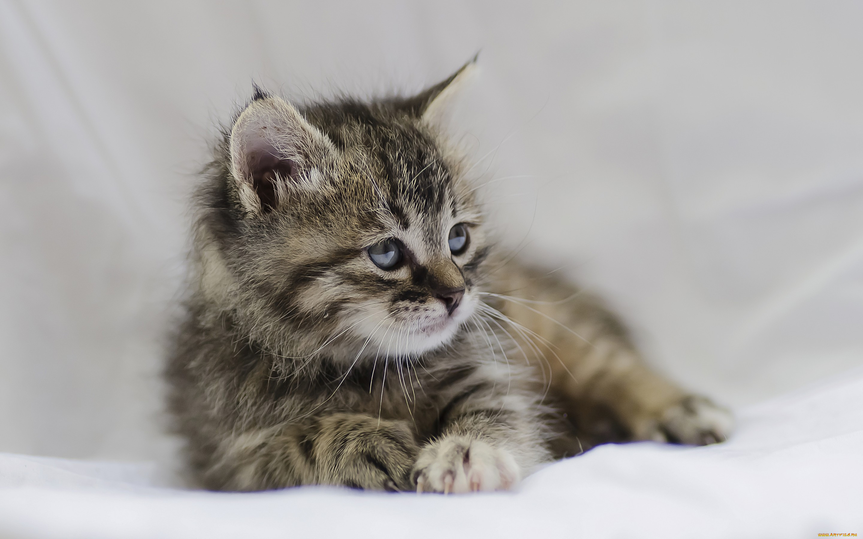 животные, коты, кошка, котёнок, малыш