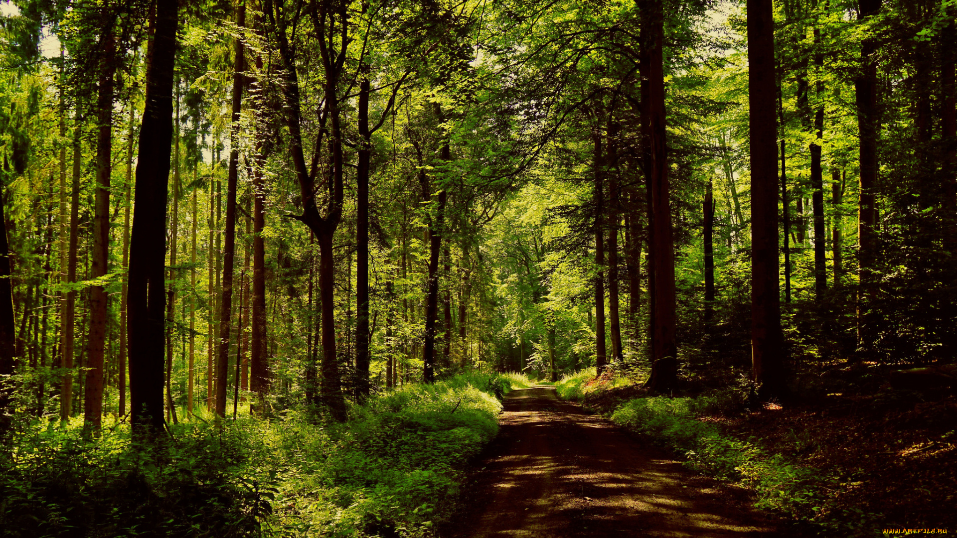 природа, дороги, простор