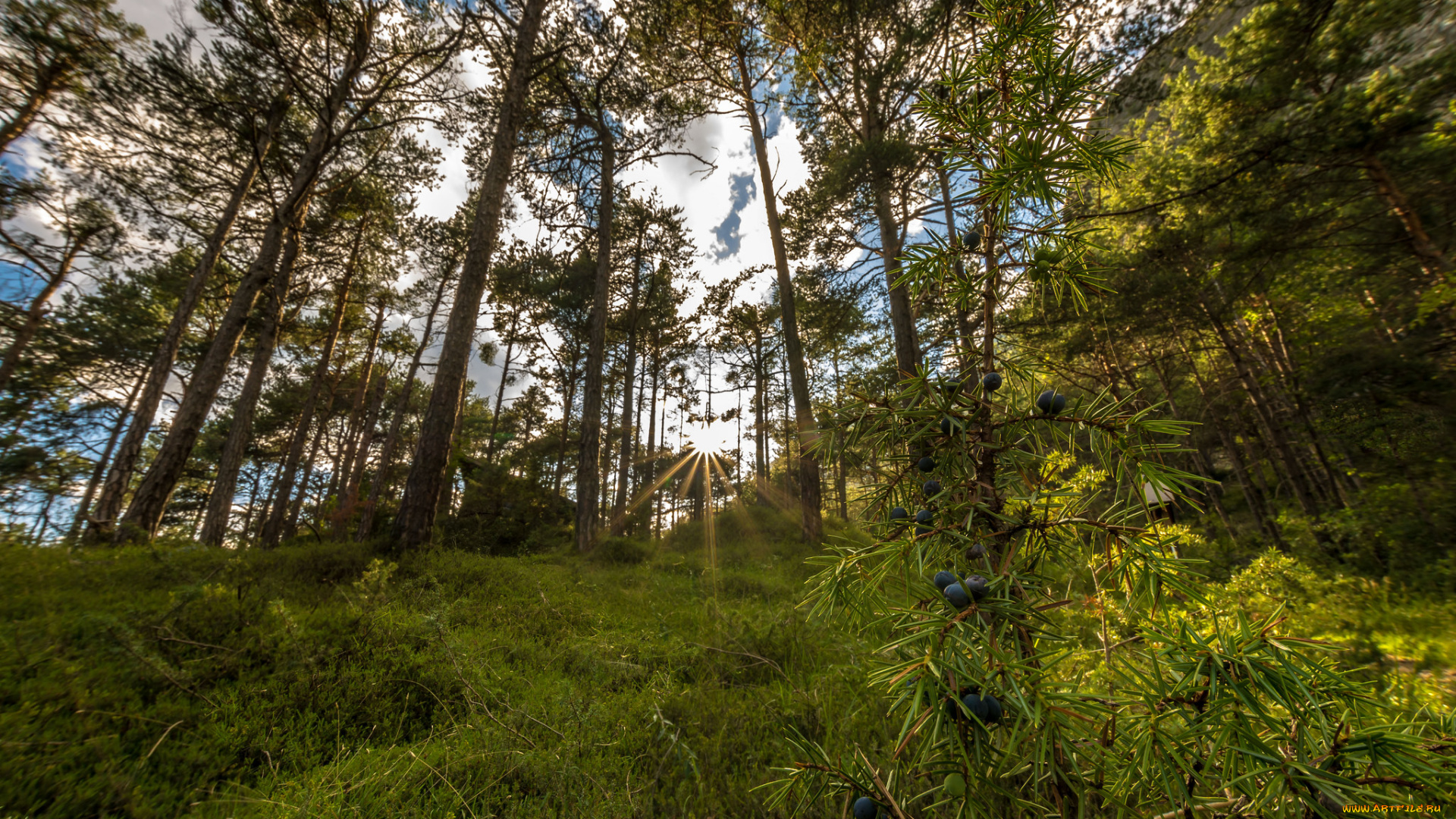 природа, лес, простор