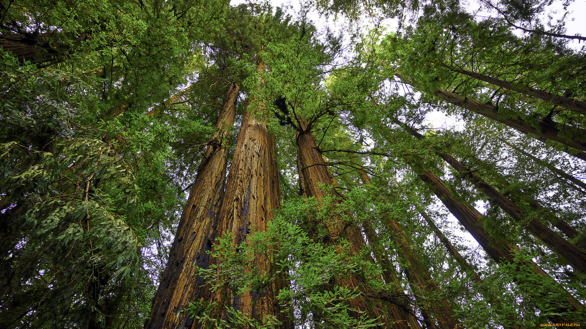 природа, лес, простор