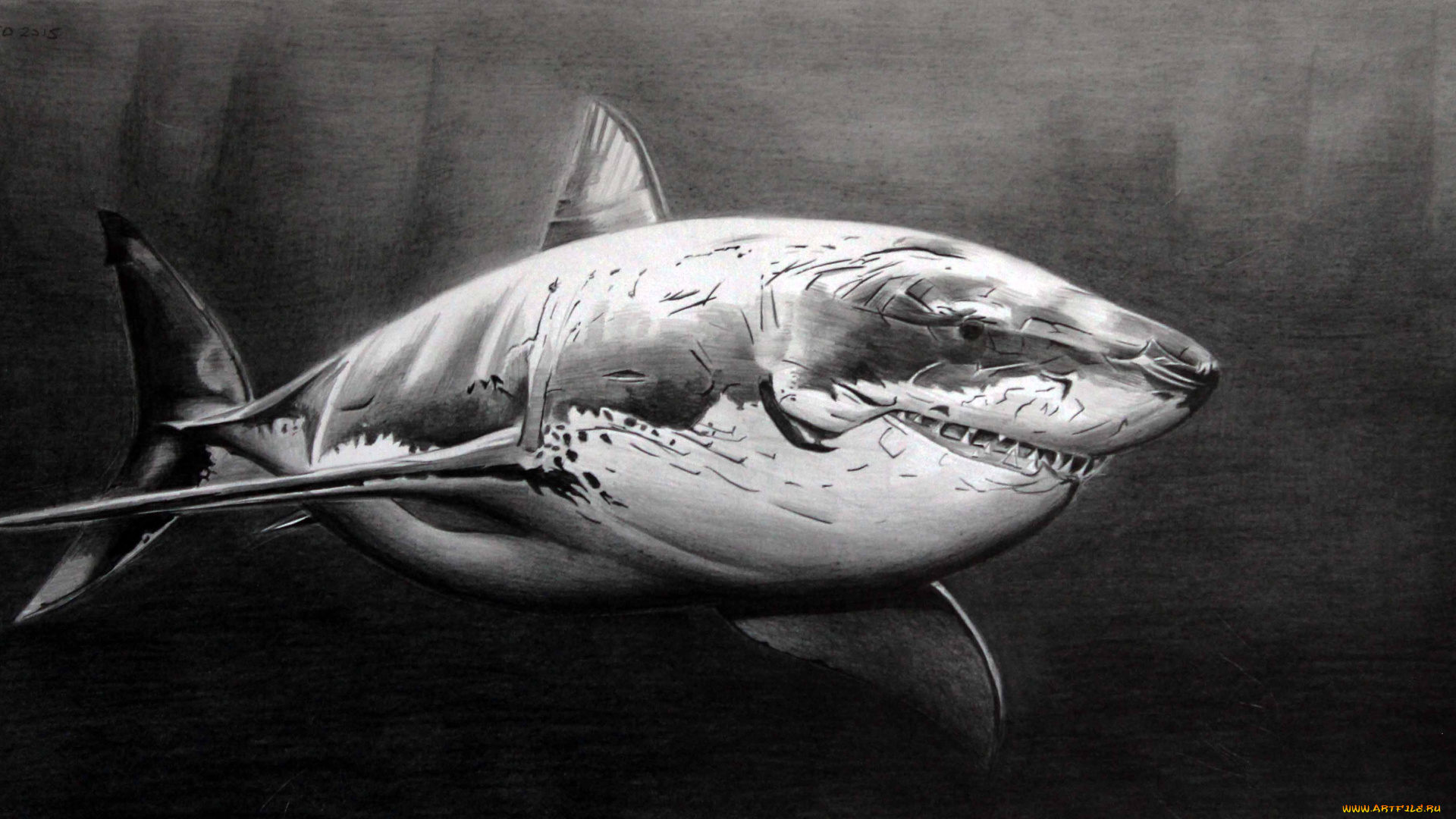 рисованное, животные, фон, акула