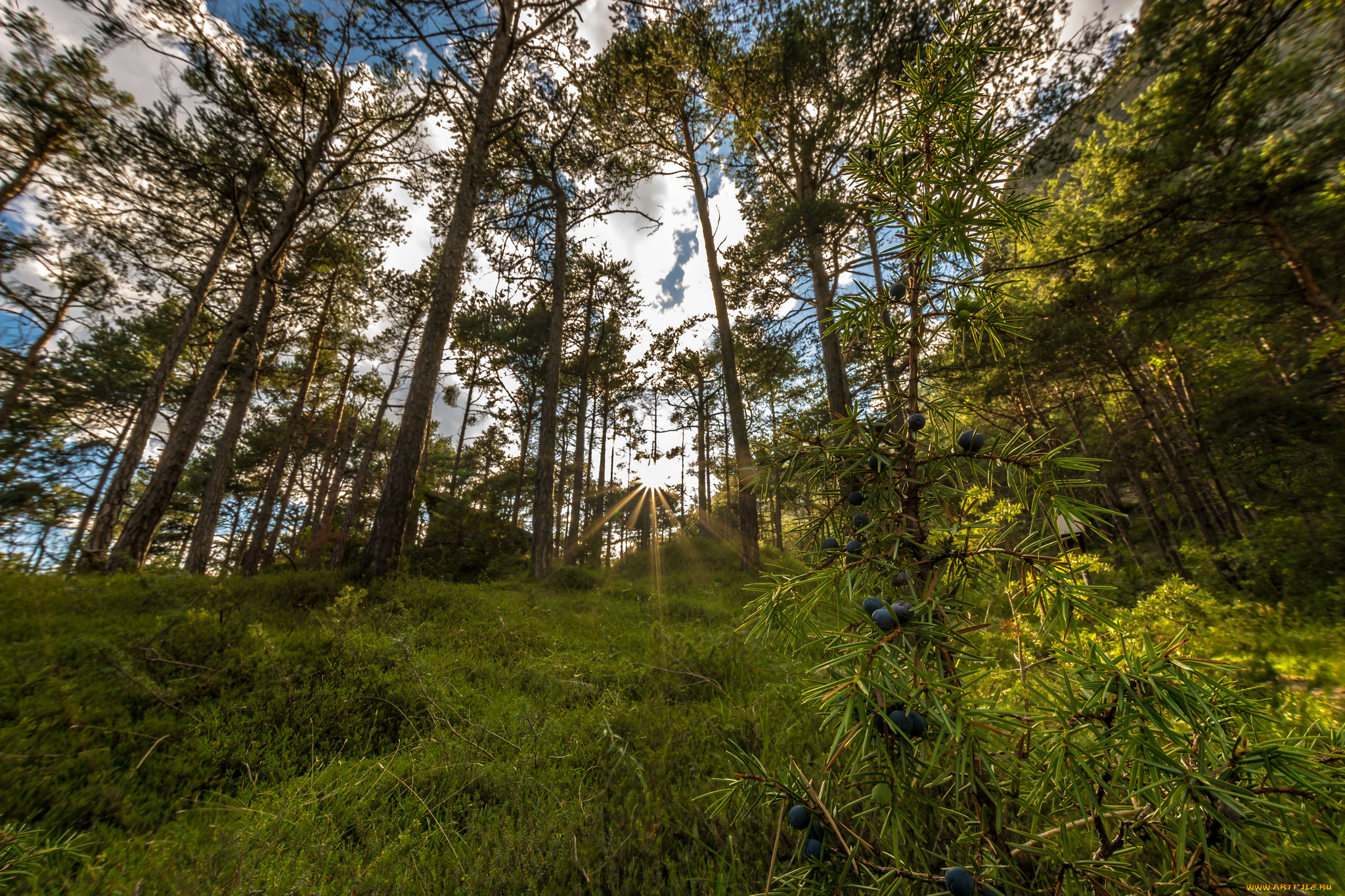 природа, лес, простор