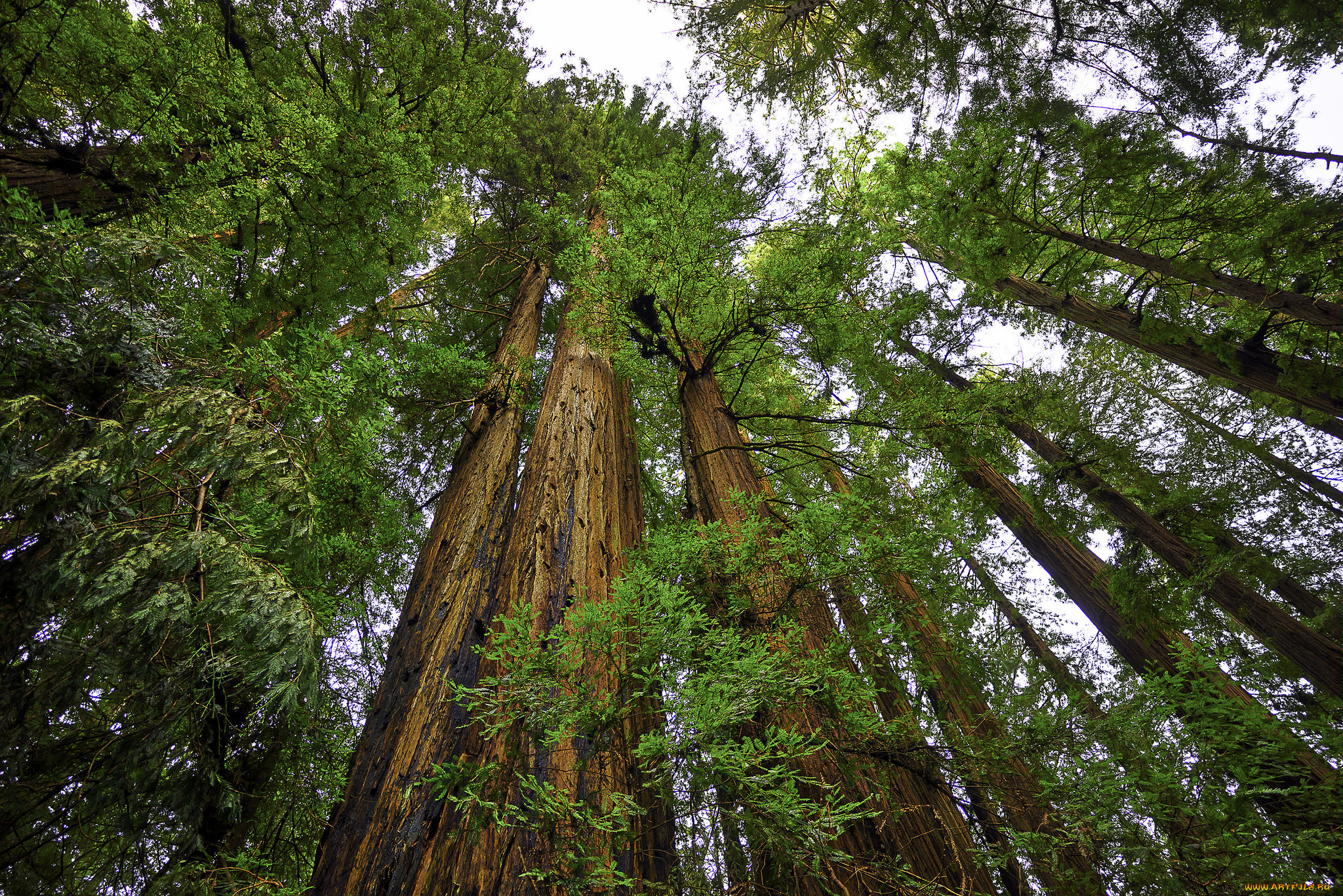 природа, лес, простор