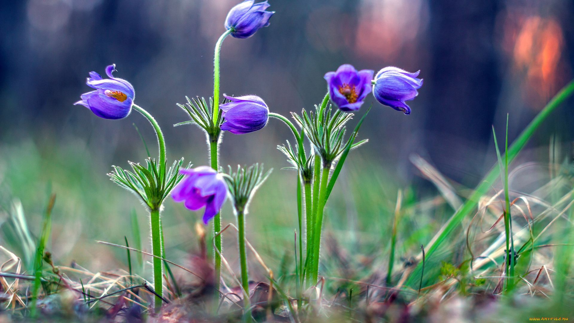 цветы, анемоны, , сон-трава, первоцветы, сон-трава, весна