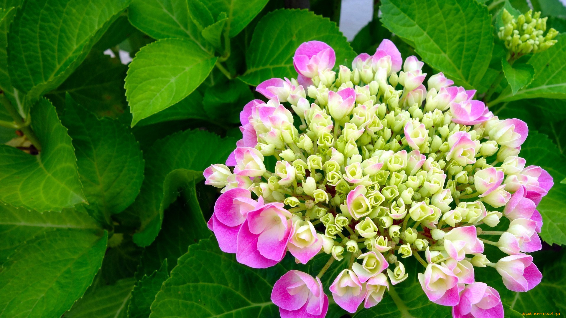цветы, гортензия, соцветие