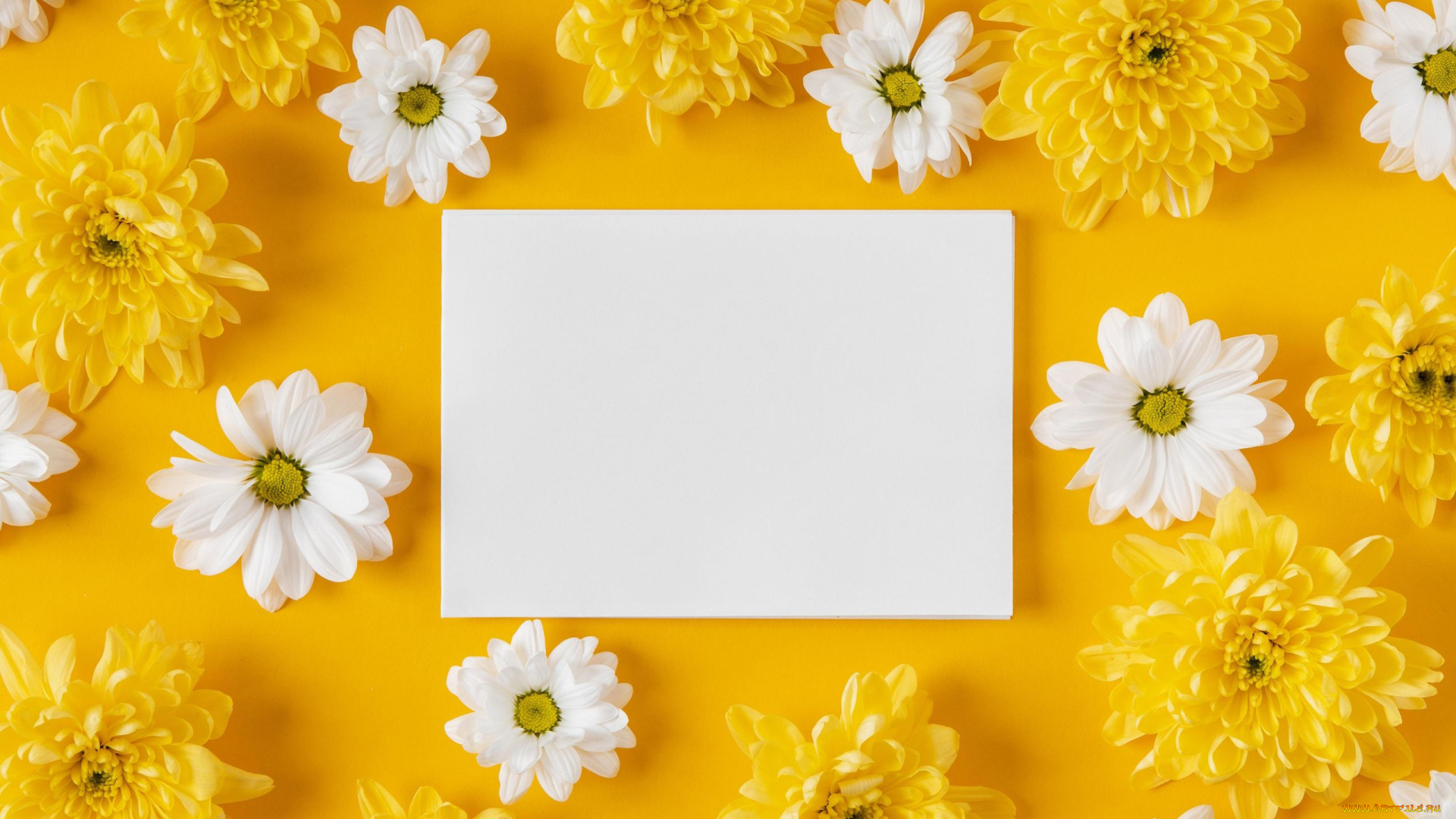 цветы, хризантемы, записка, белые, желтые
