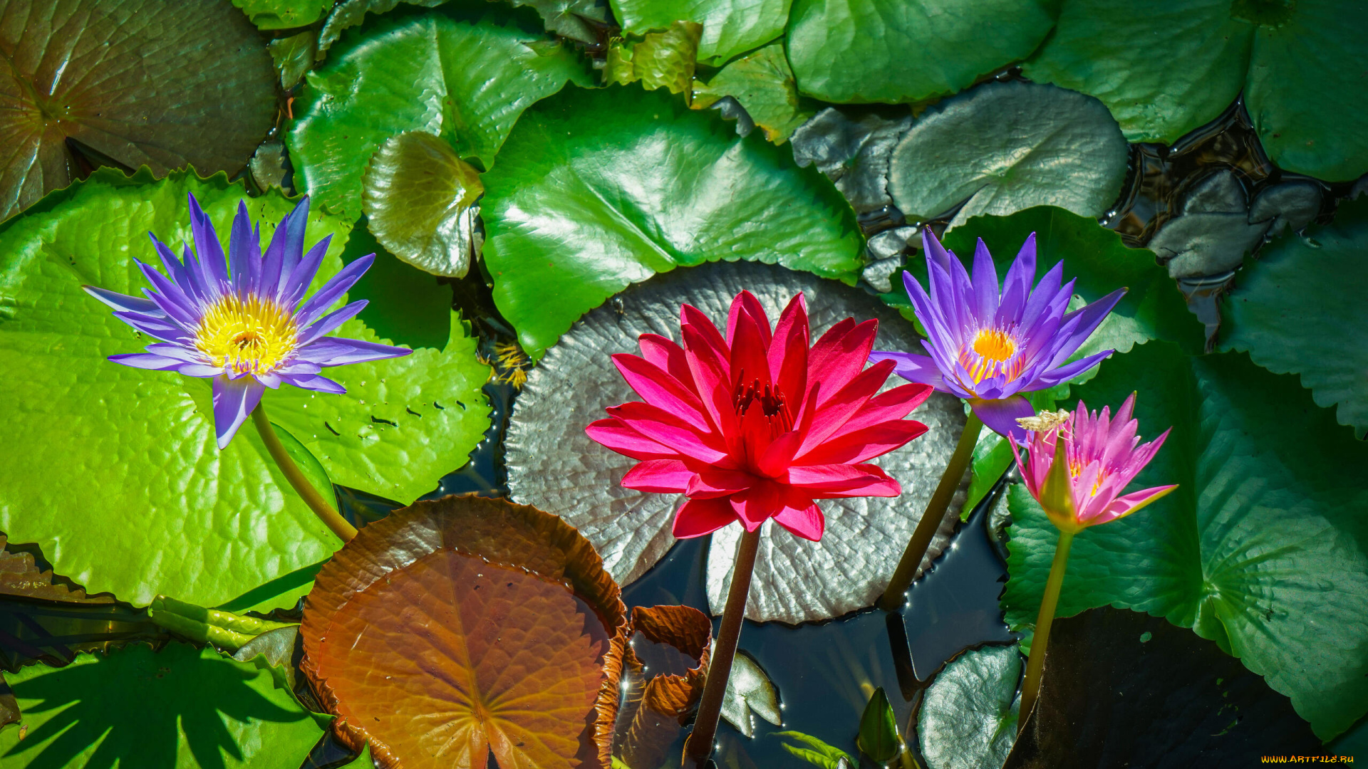 цветы, лилии, водяные, , нимфеи, , кувшинки, лилии