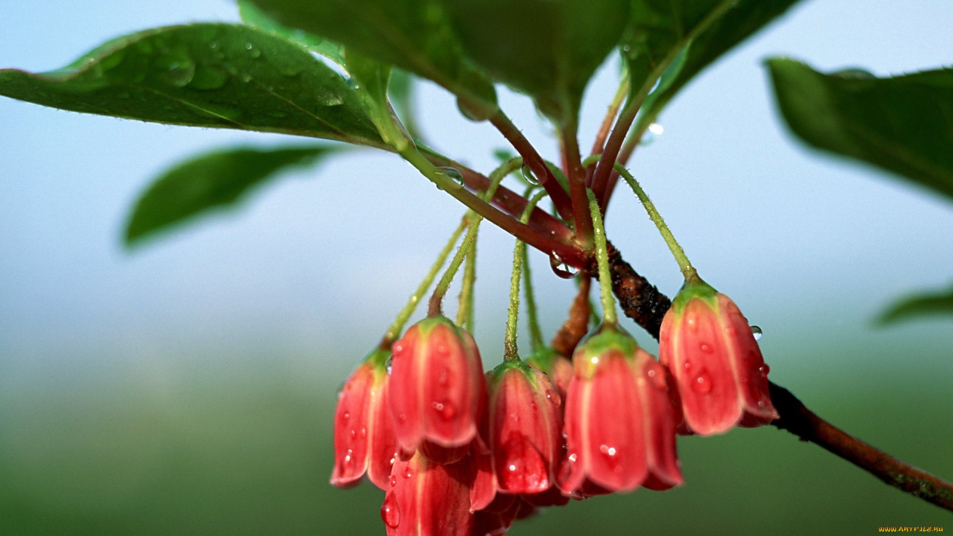 цветы, ветка, листья, капли, энкиантус