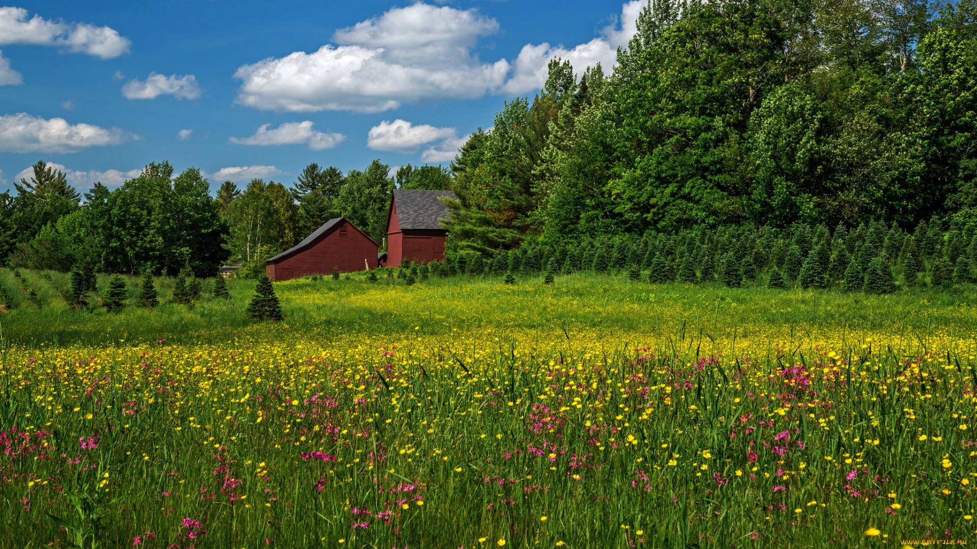 природа, луга, разнотравье, луг, лето