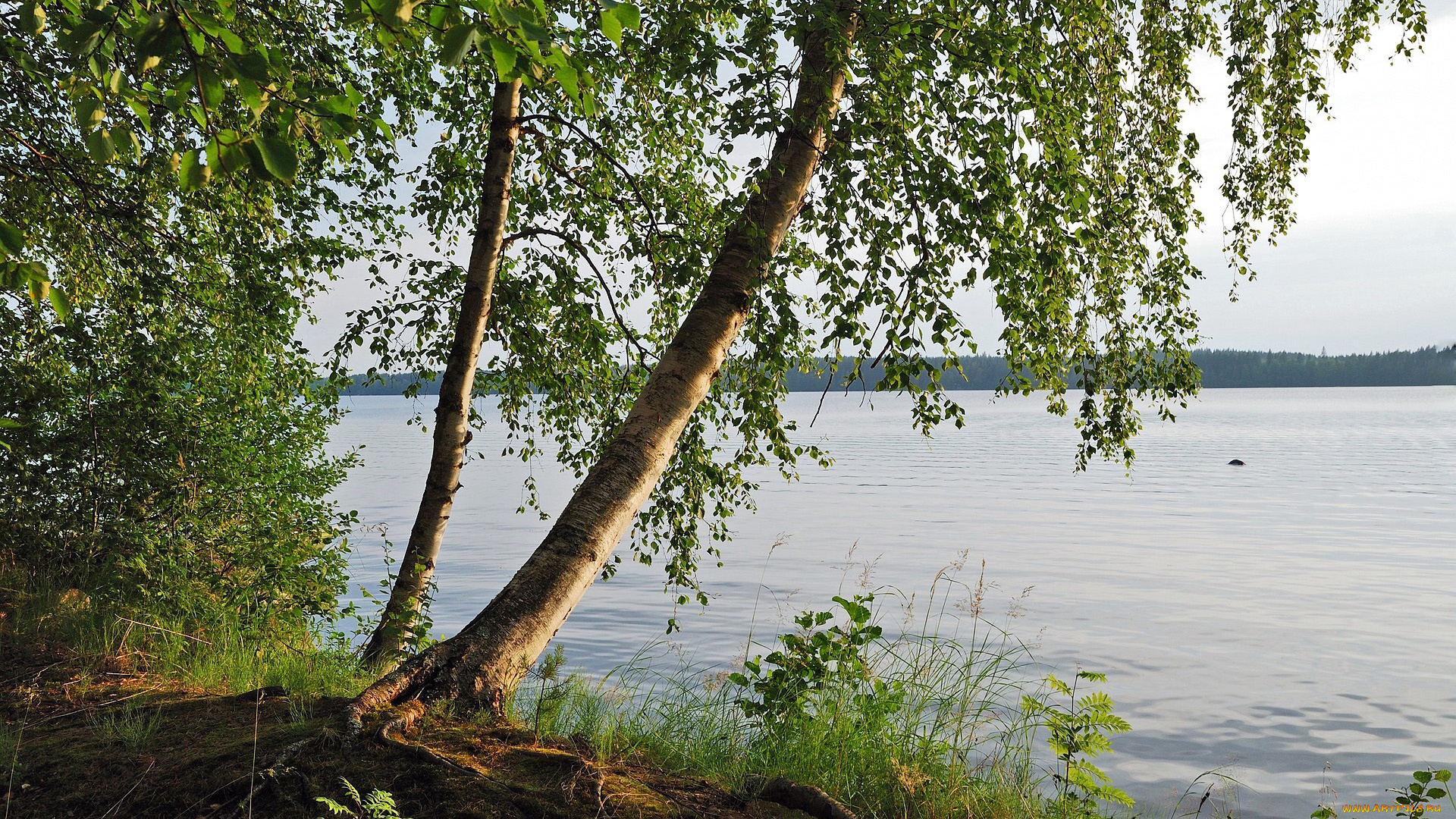 природа, реки, озера, широкая, река, береза