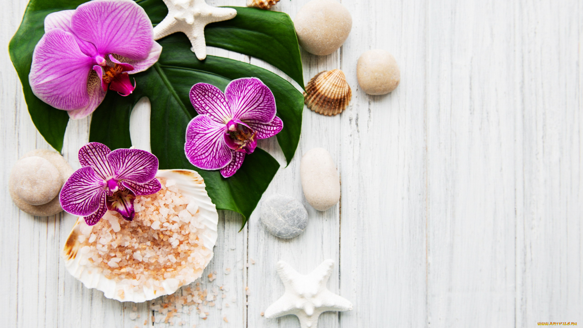 разное, ракушки, , кораллы, , декоративные, и, spa-камни, орхидеи, камни