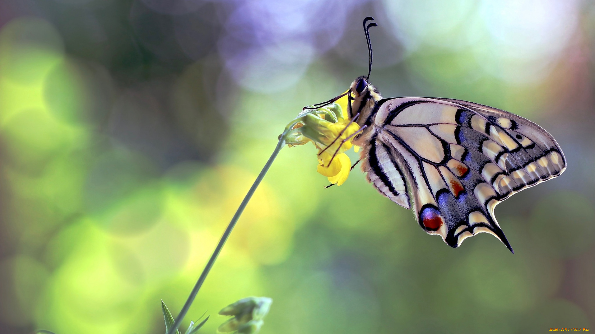 животные, бабочки, , мотыльки, , моли, цветок, бабочка, махаон