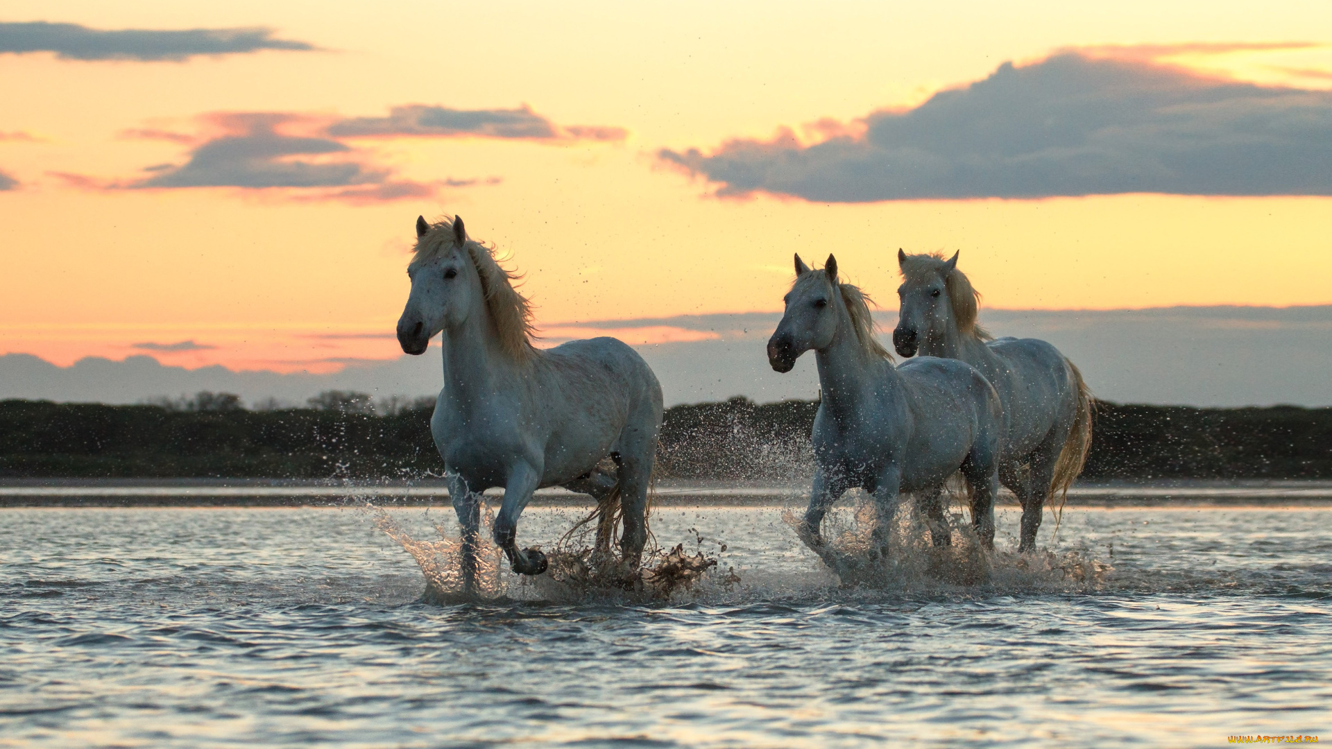 животные, лошади, белые, море