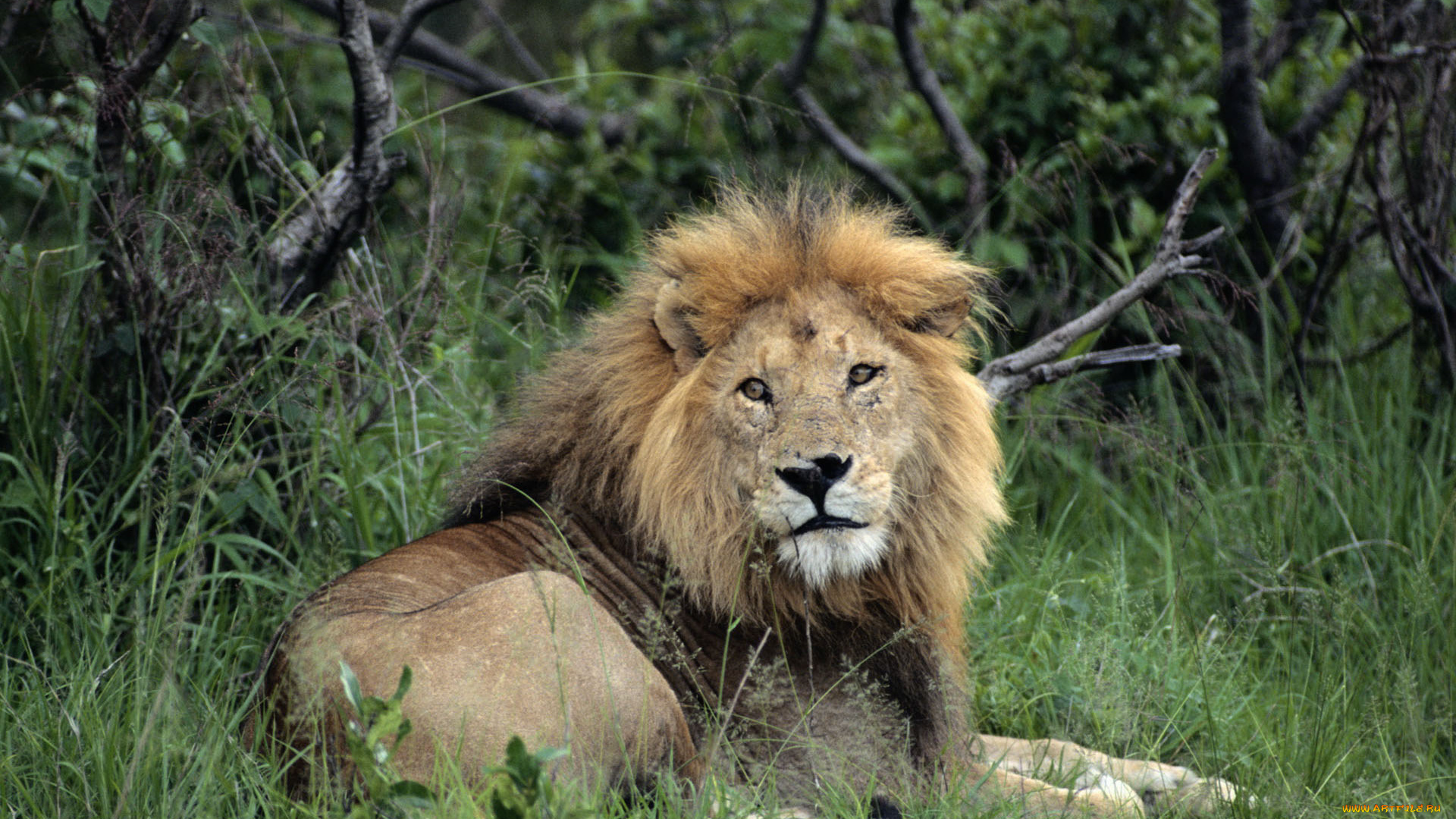 животные, львы, лев, трава, кусты