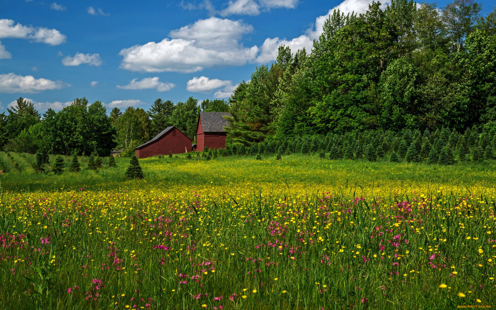 природа, луга, разнотравье, луг, лето