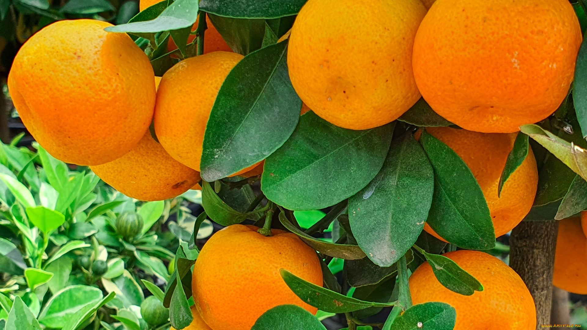 природа, плоды, мандарины