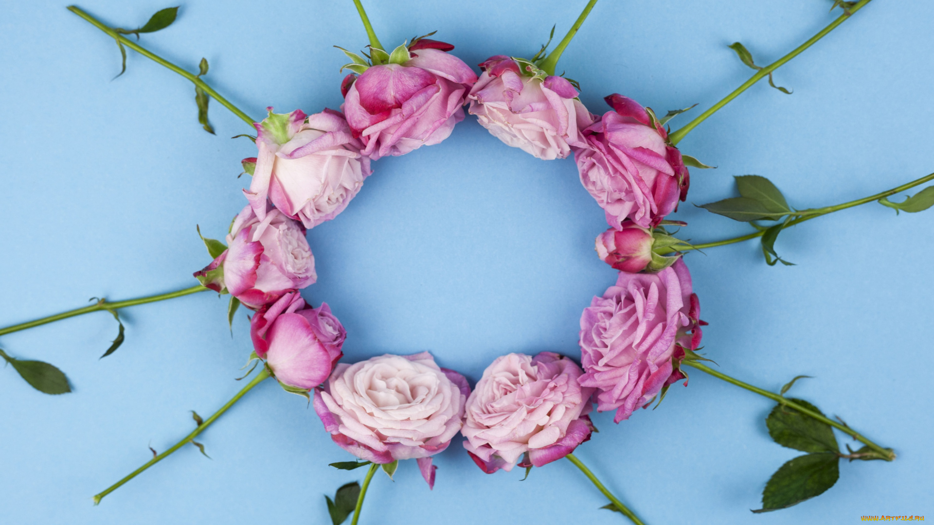 цветы, розы