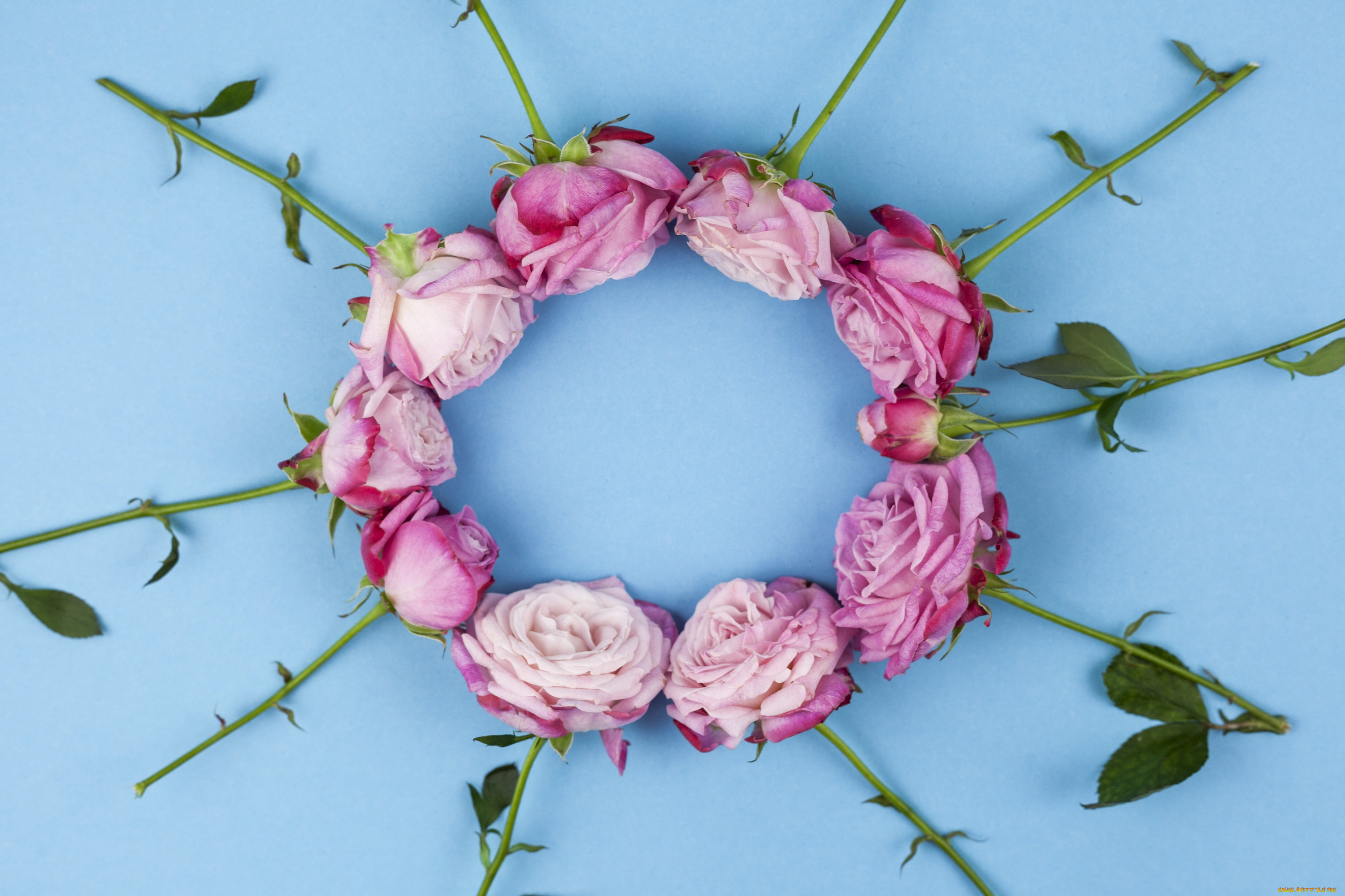 цветы, розы