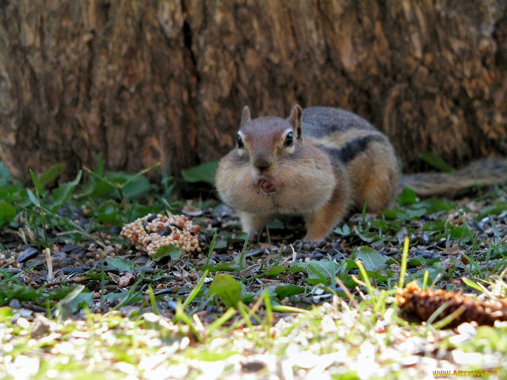 животные, бурундуки