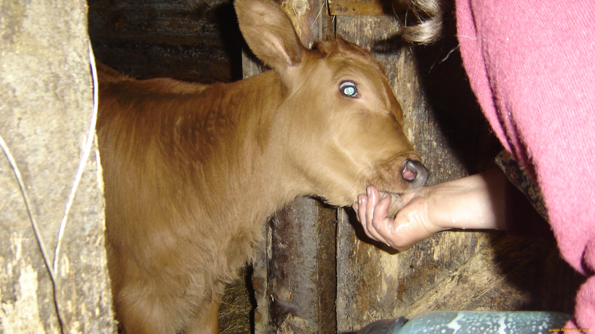 животные, коровы, буйволы